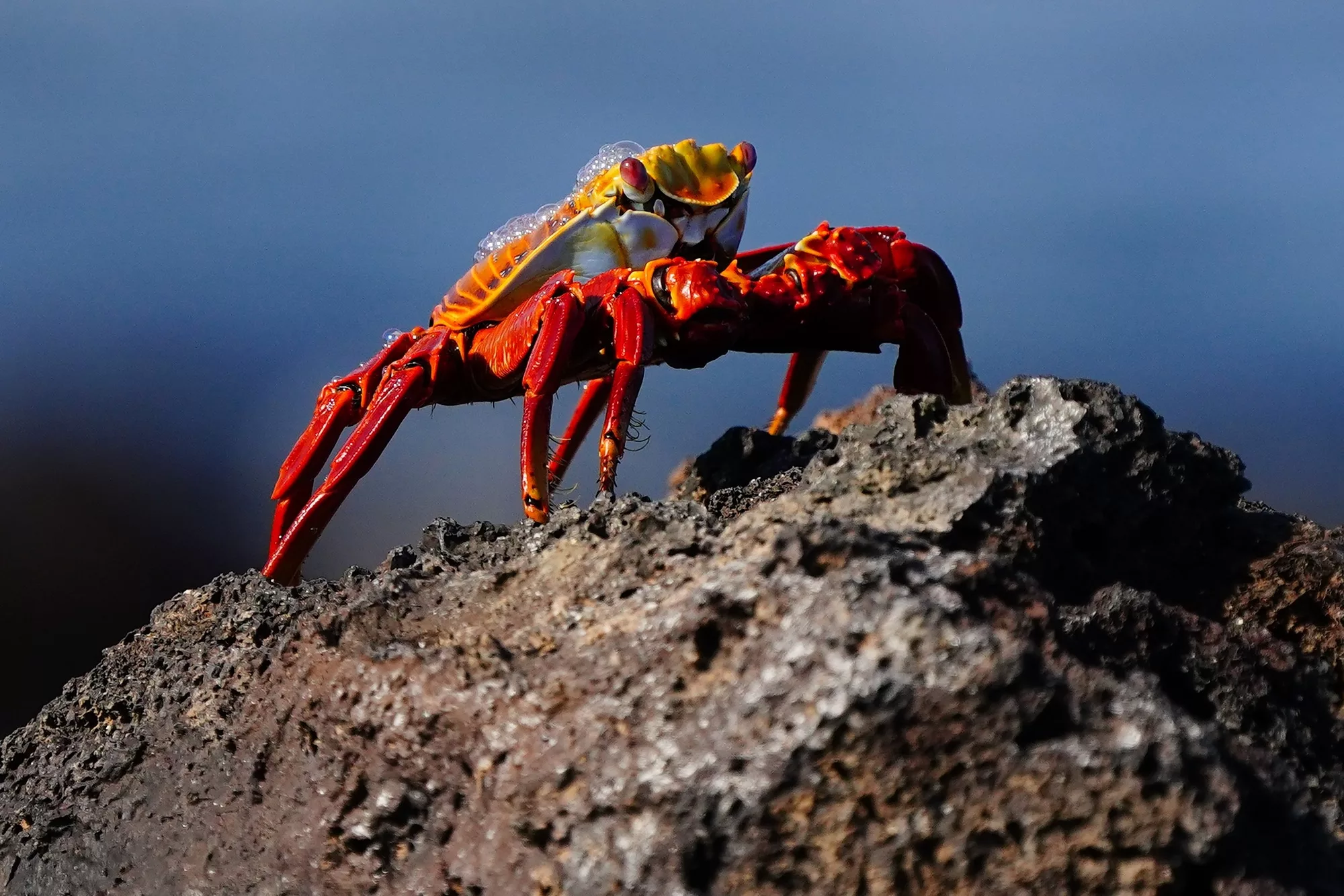Galapagos Islands Yacht-Based Tour Sally-lightfoot crab
