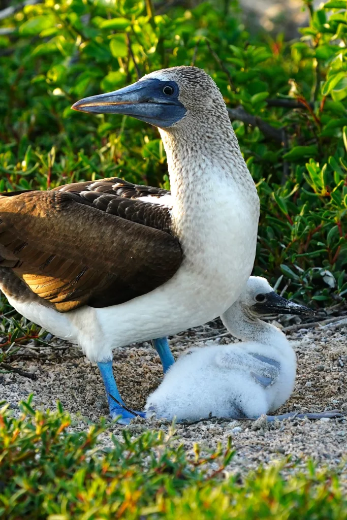 Galapagos Islands Yacht-Based Tour & Guided Photography Experience - Blue-footed booby with baby
