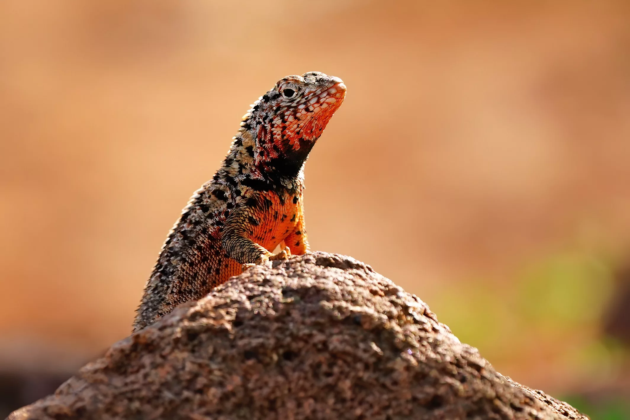 Galapagos Photography Experience - Lava lizard