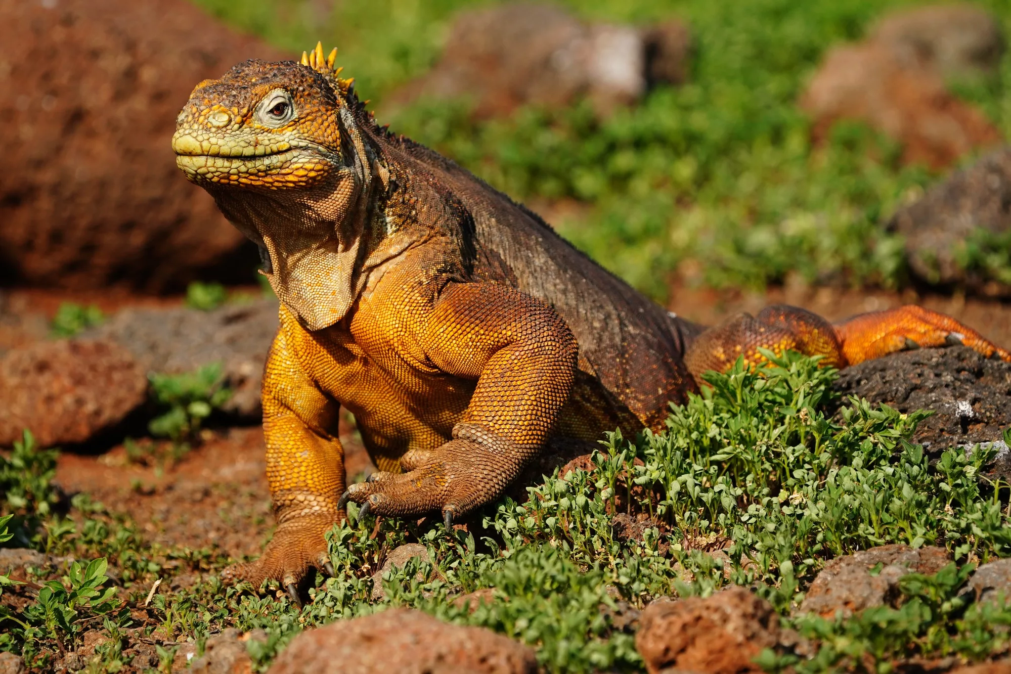 Galapagos Islands Photography Experience - Land Iguana