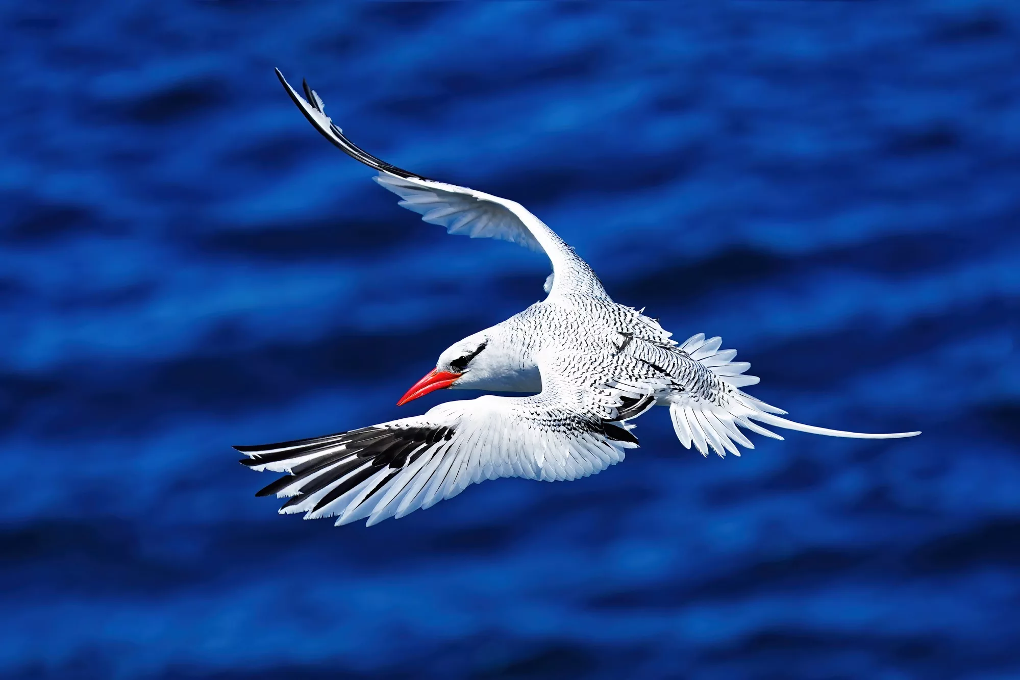 Galapagos Islands Yacht-Based Tour & Guided Photography Experience - Red-billed Tropic bird
