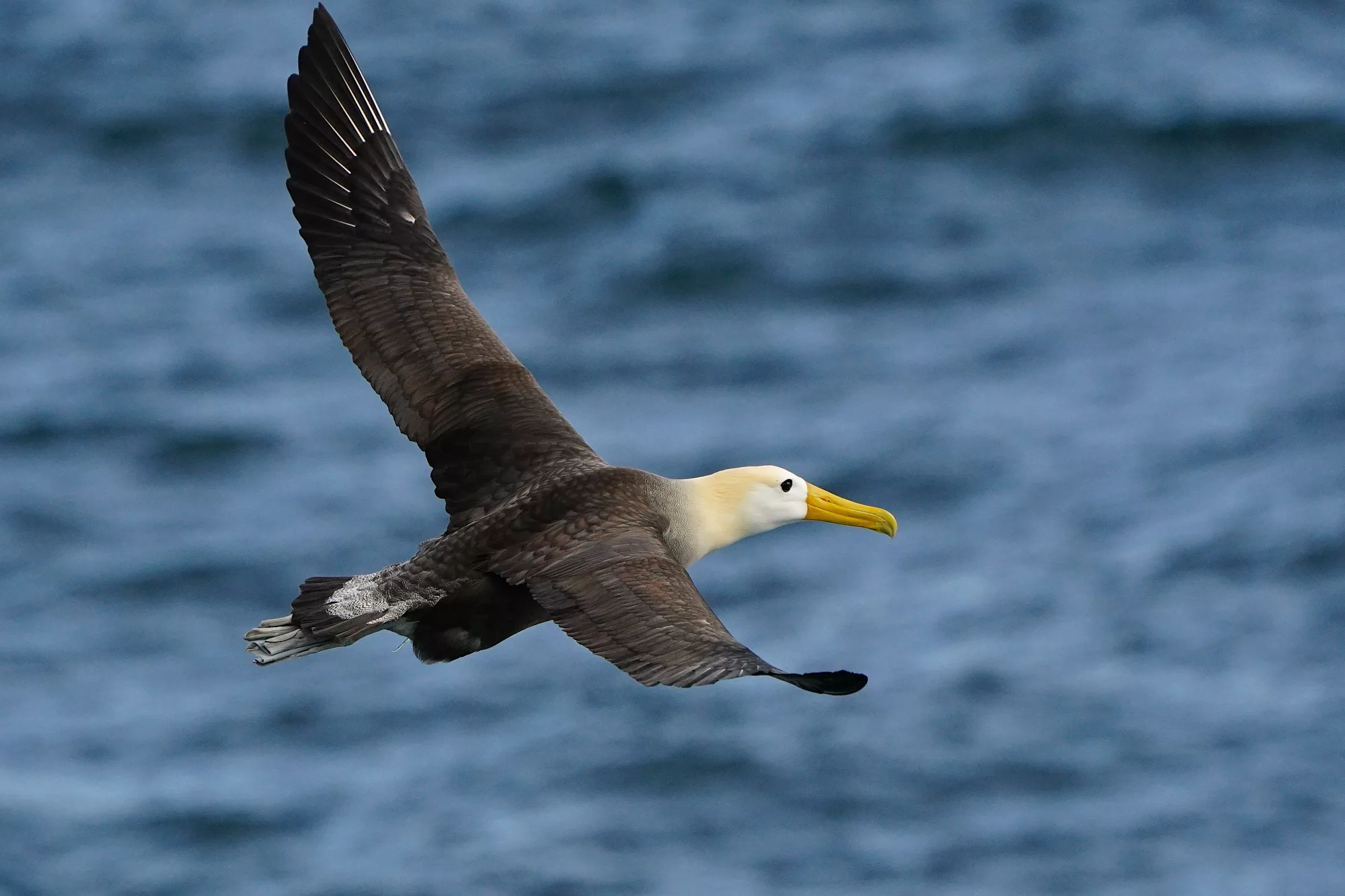 Galapagos Islands Yacht-Based Tour & Guided Photography safari - waved Albatross