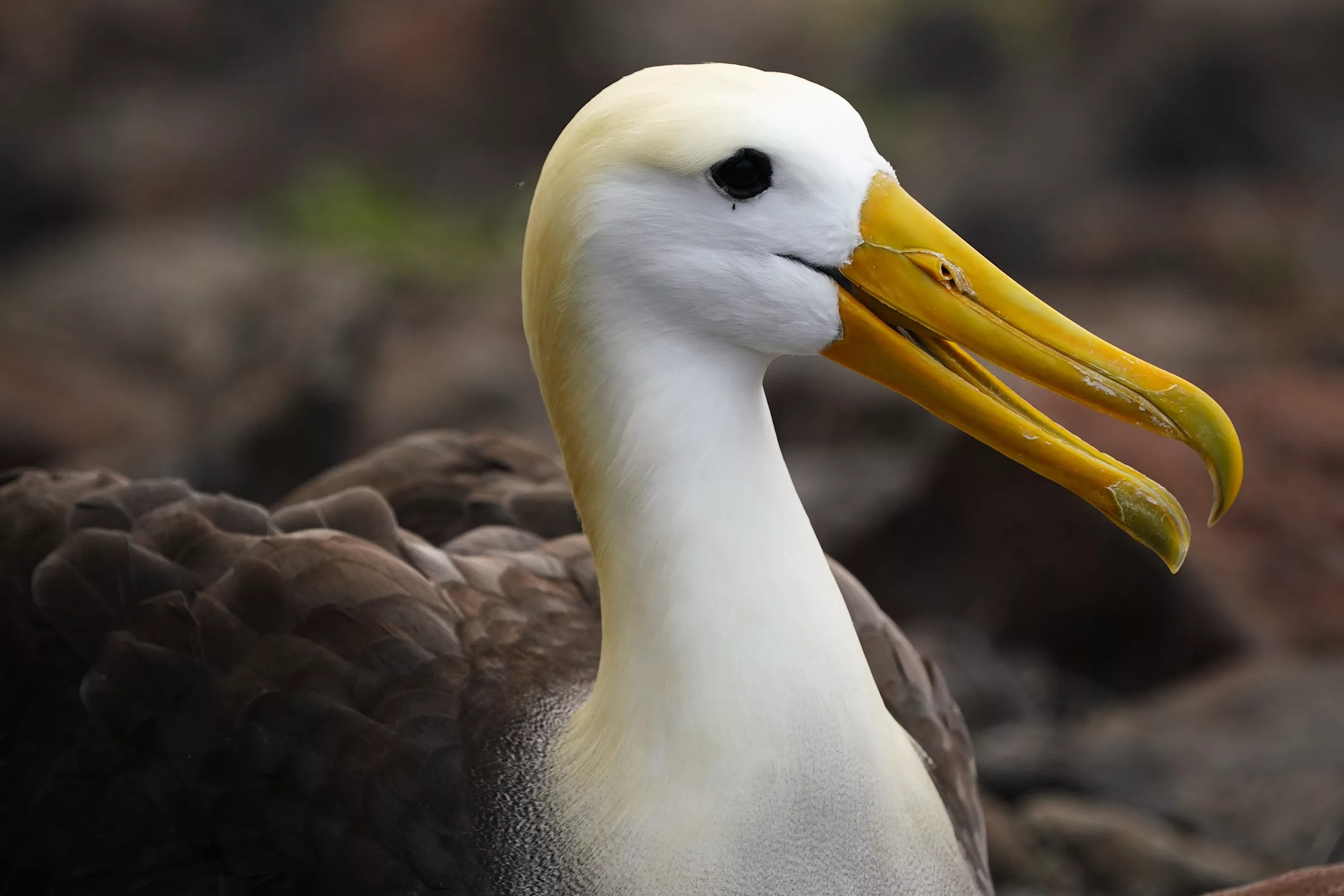 Galapagos Islands Yacht-Based Tour & Guided Photography Experience - Waved Albatross