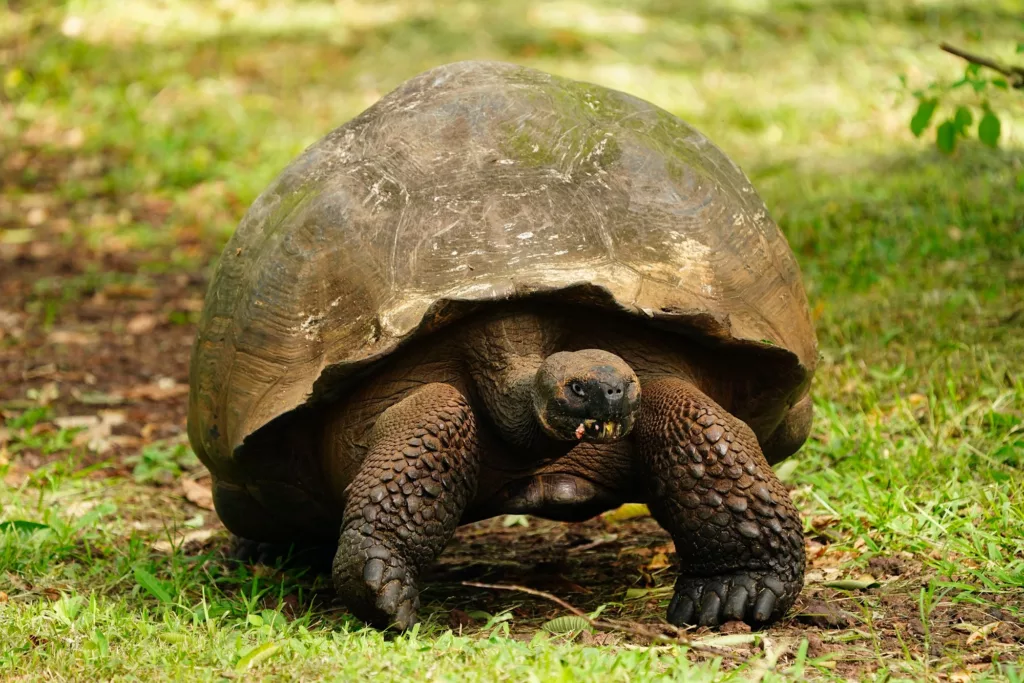 Galapagos Islands Tour & Guided Photography Experience - giant tortoise
