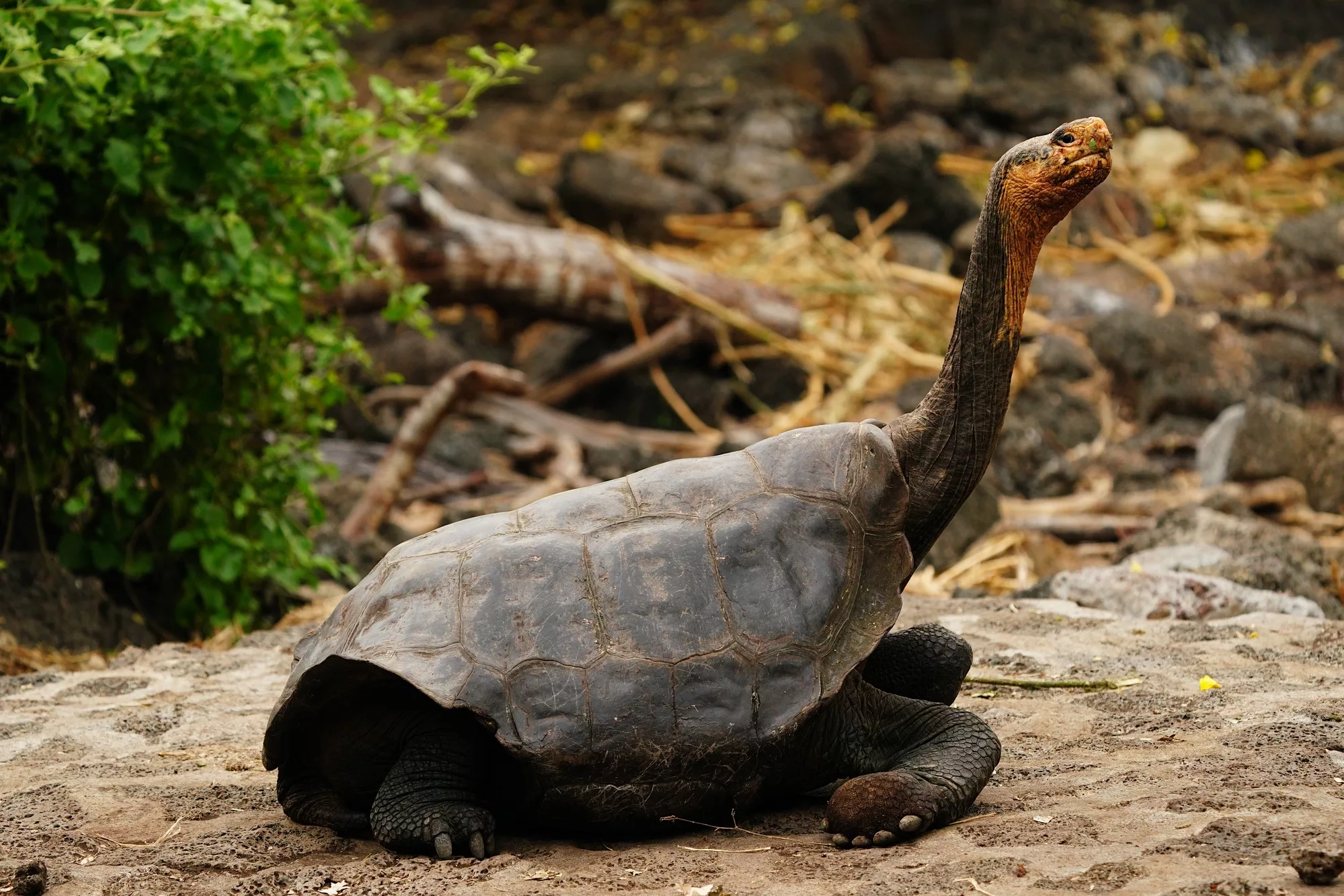 Galapagos Islands Tour and Photography Experience - giant tortoise