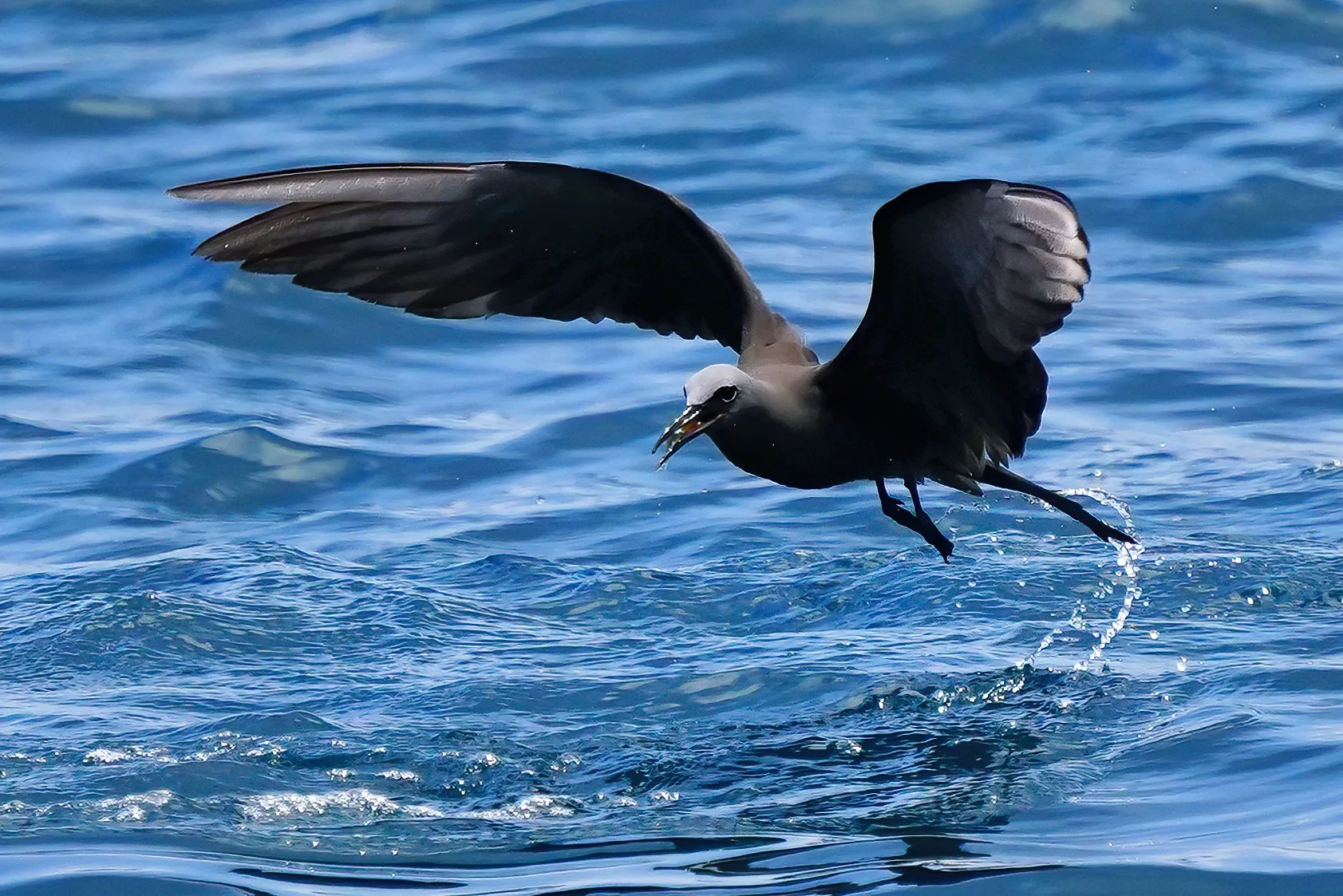 Galapagos Islands Yacht-Based Tour & Guided Photography Experience - Brown noddy