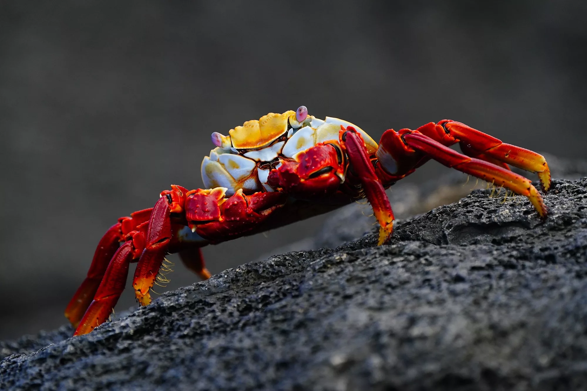 Galapagos Islands Guided Photography Experience - Sally lightfoot crab