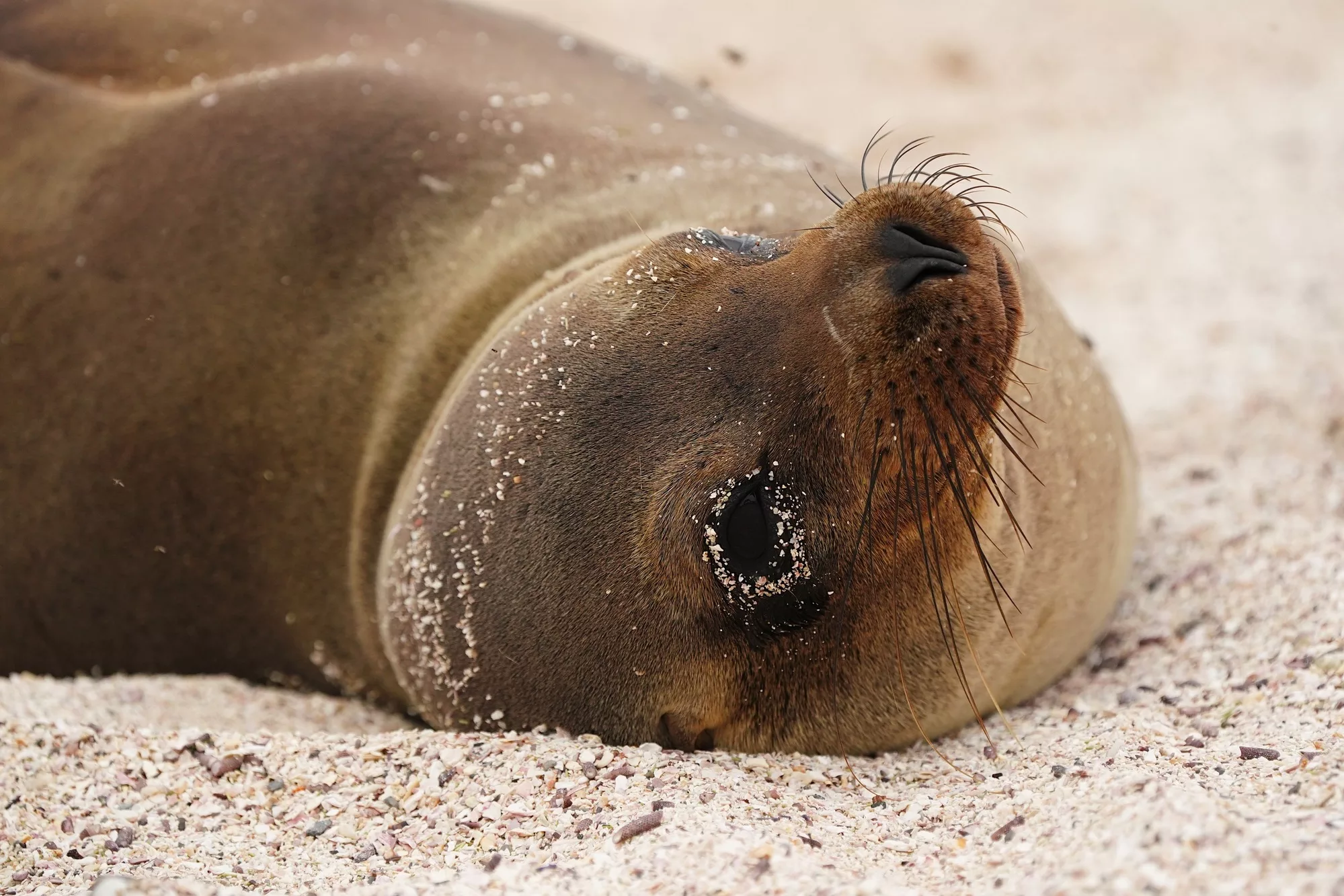 Galapagos Islands Yacht-Based Tour - Sea Lion