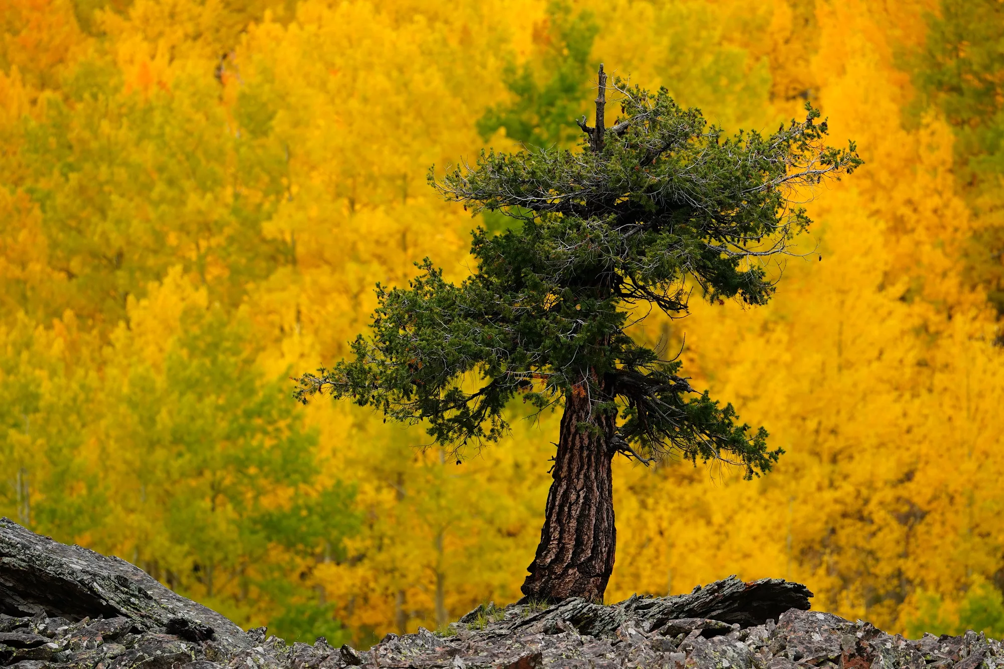 Don Mammoser Colorado Guided Photography Tour Aspens and Pine Tree