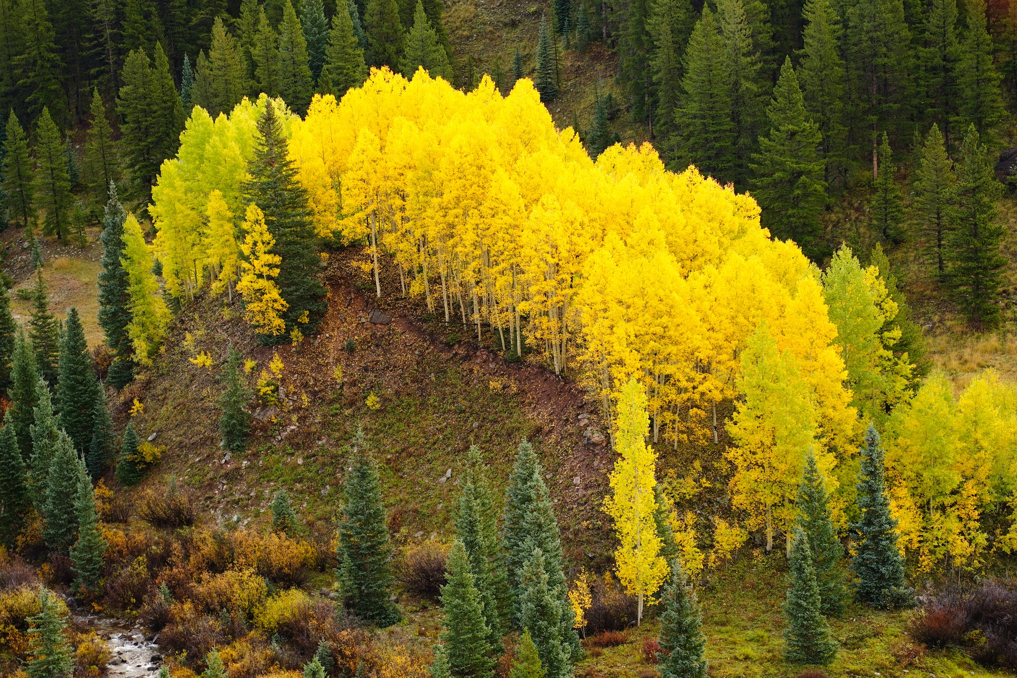 Don Mammoser Guided Photography Tours vibrant fall yellow and green trees