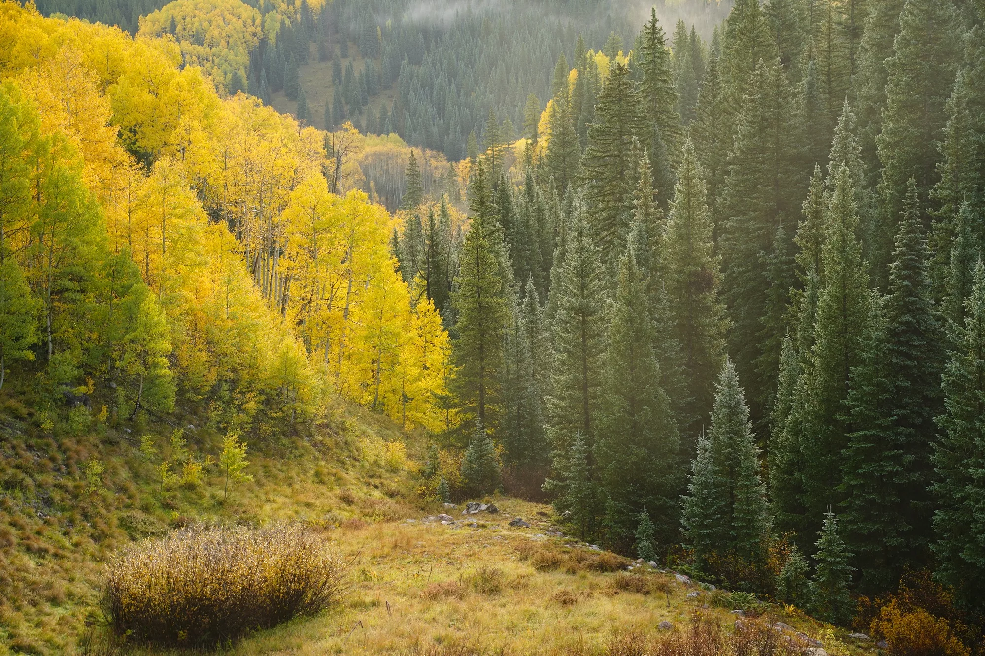 Don Mammoser Guided Photography Tours vibrant tall yellow Aspen and Pine trees