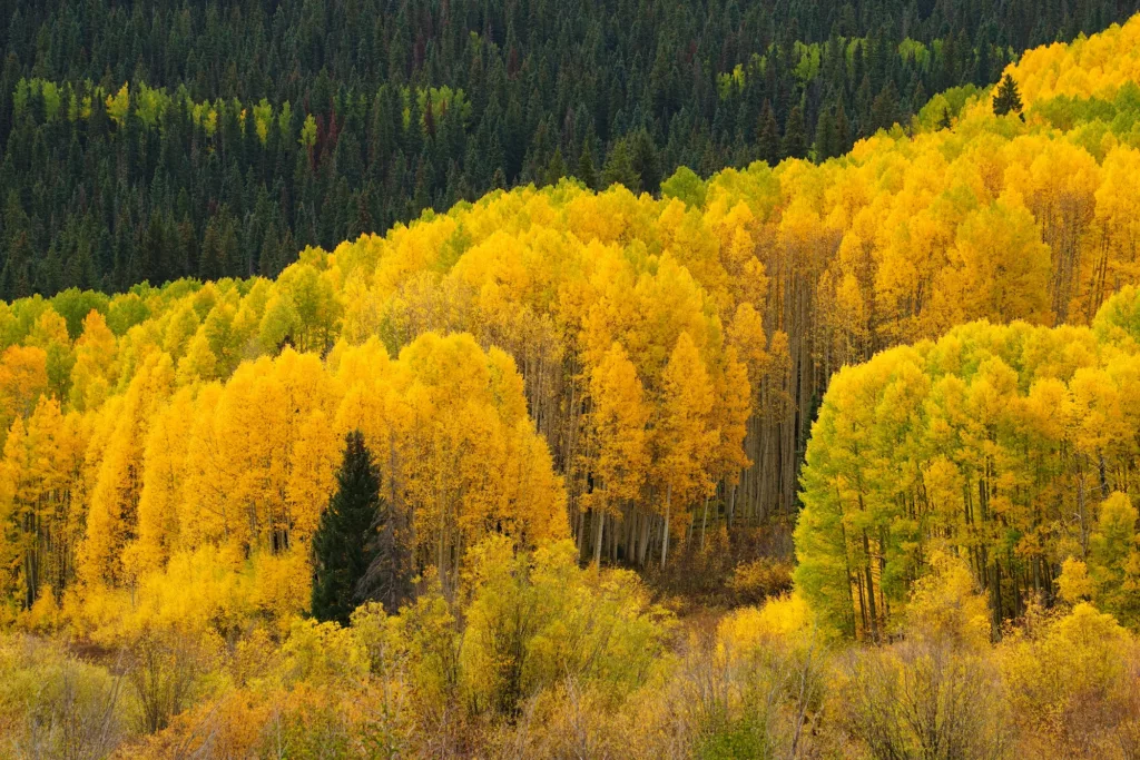 Don Mammoser Colorado Guided Photography Tour Aspen trees on hillside