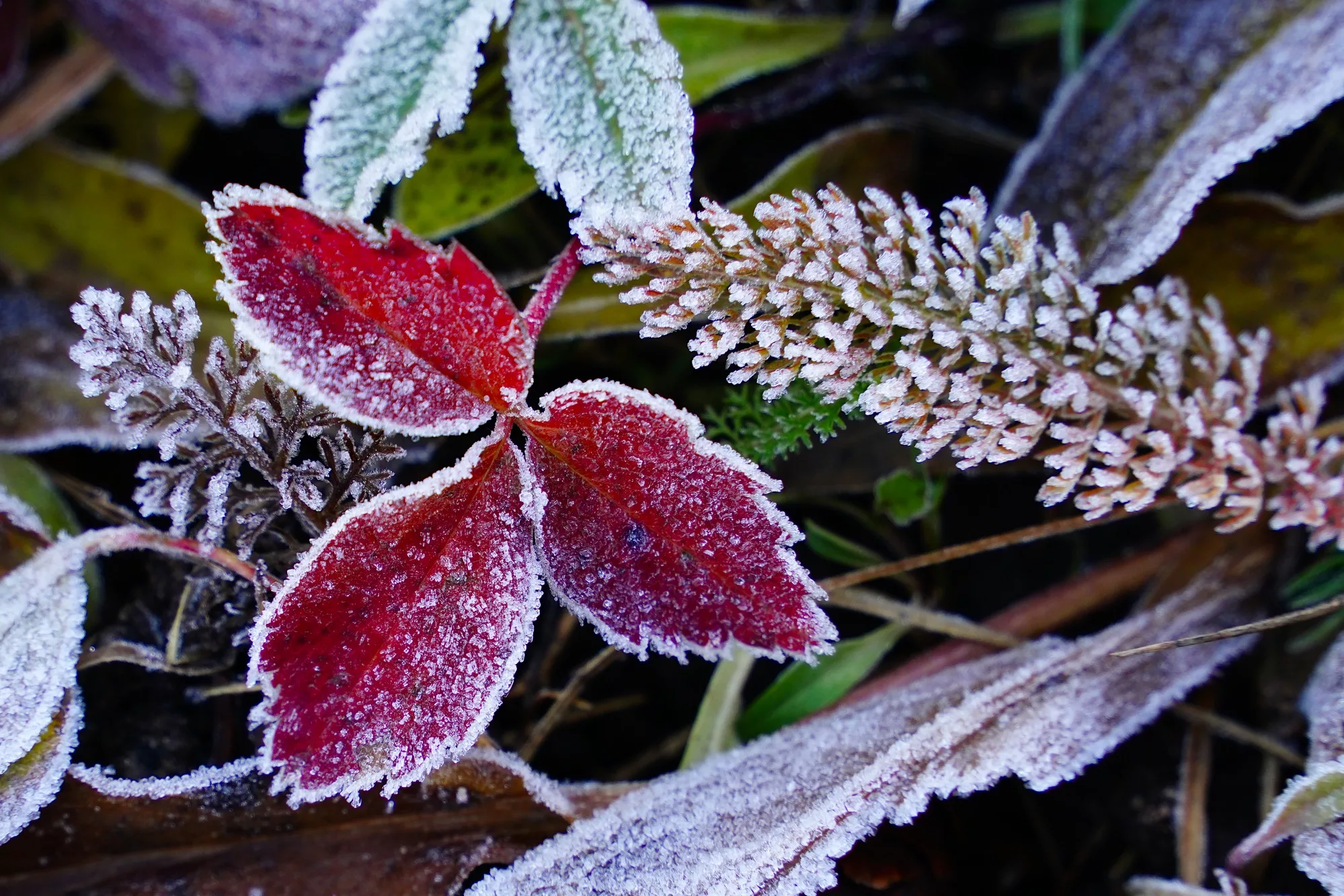 Don Mammoser Guided Photography Tours - Fall Colored Leaves with Frost