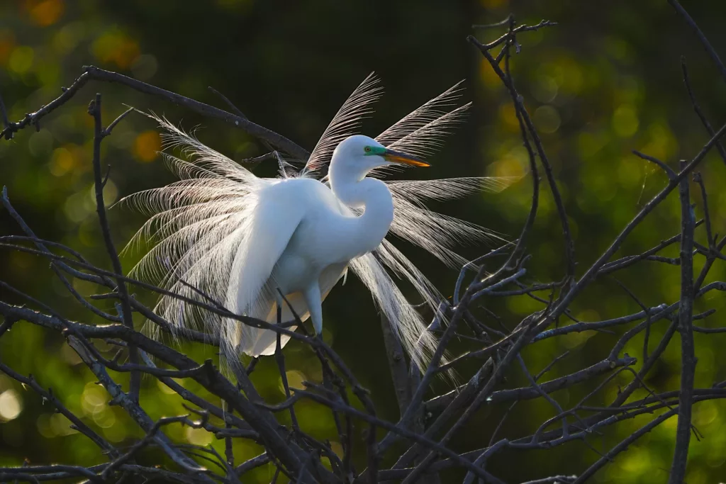 Florida Birds Photo Tour 2024 Great Egret Displaying