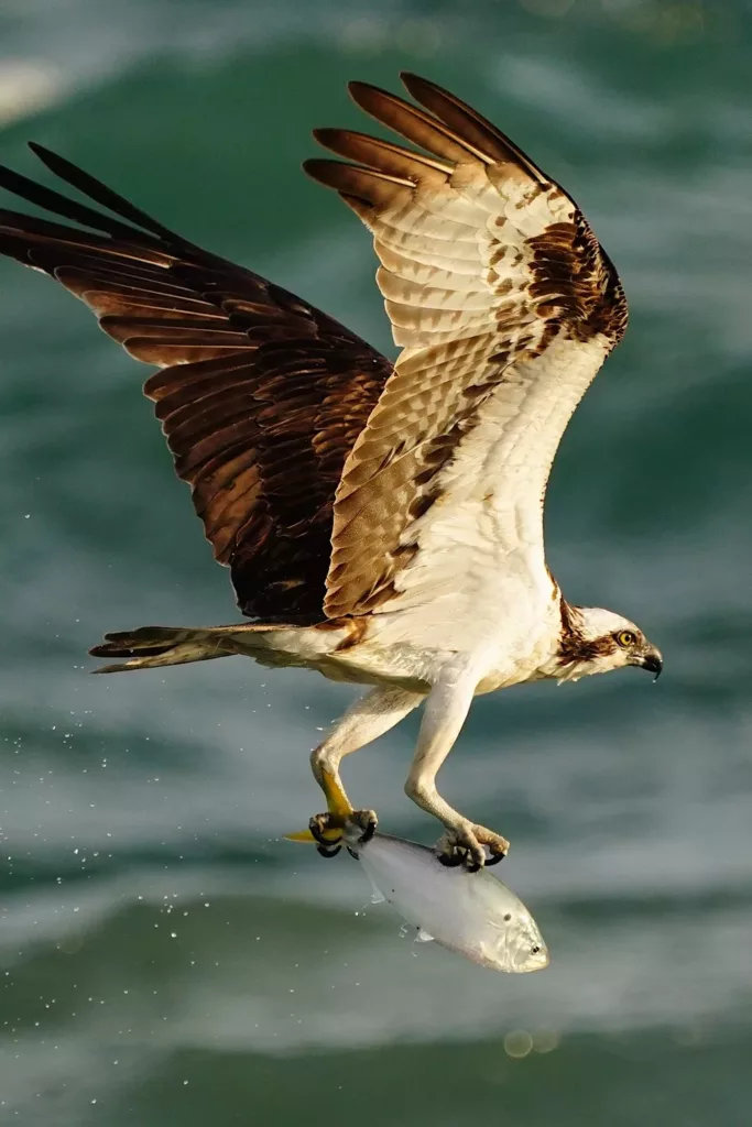 Don Mammoser Photo Tours Osprey over water with Captured fish