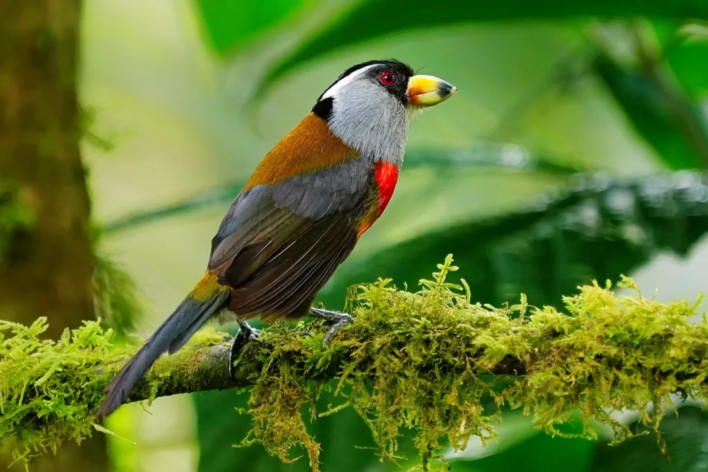 Ecuador birds photography tour