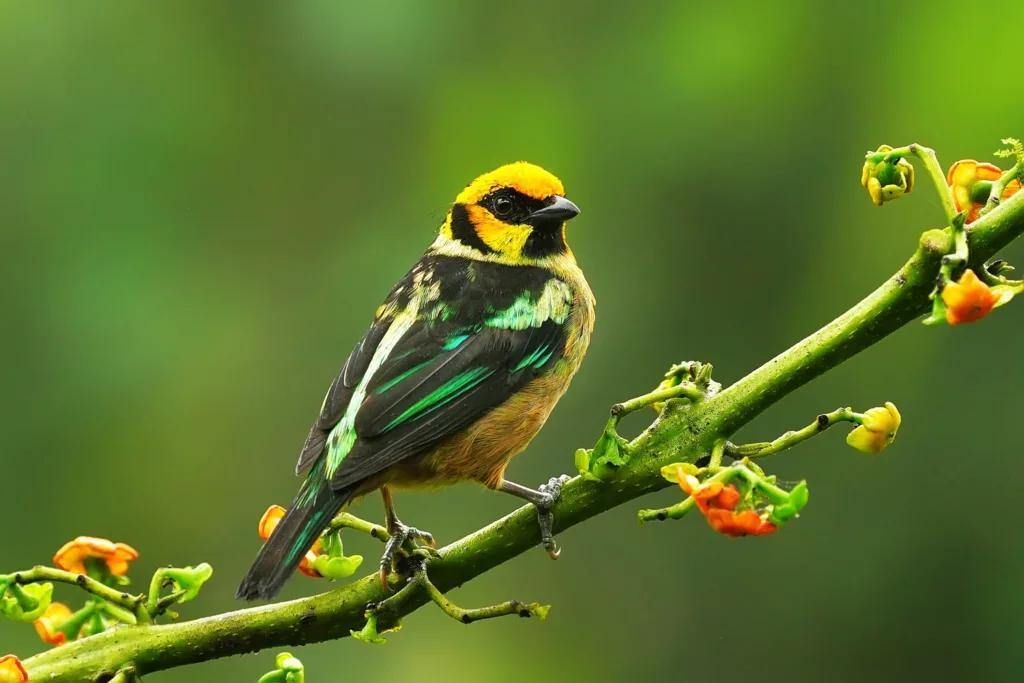 Ecuador birds photography tour