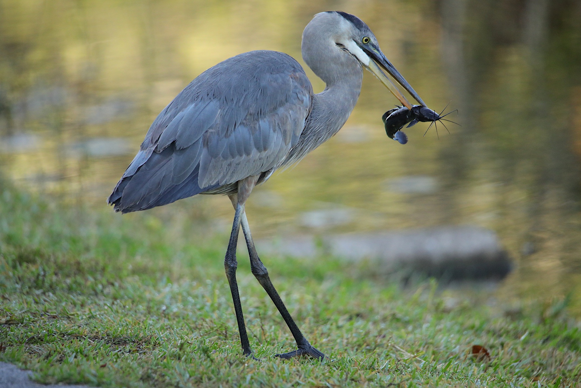 Florida birds photo tour