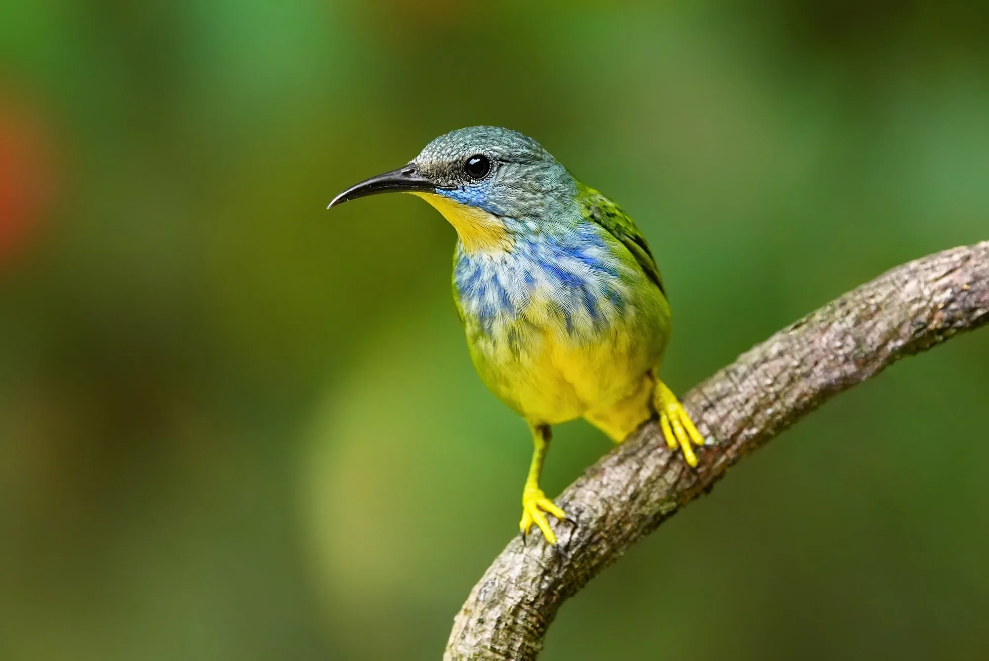 Costa Rica wildlife photo tour