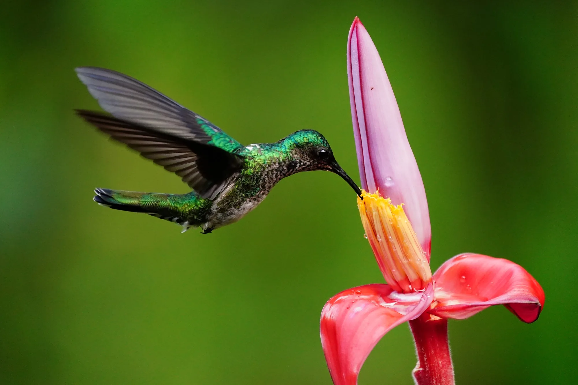 Costa Rica wildlife photo tour