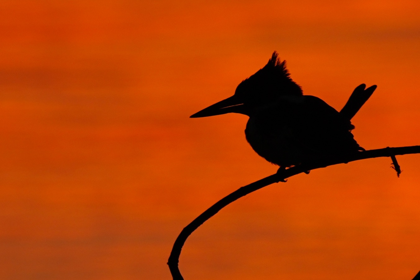 Pantanal photo tour with Don Mammoser
