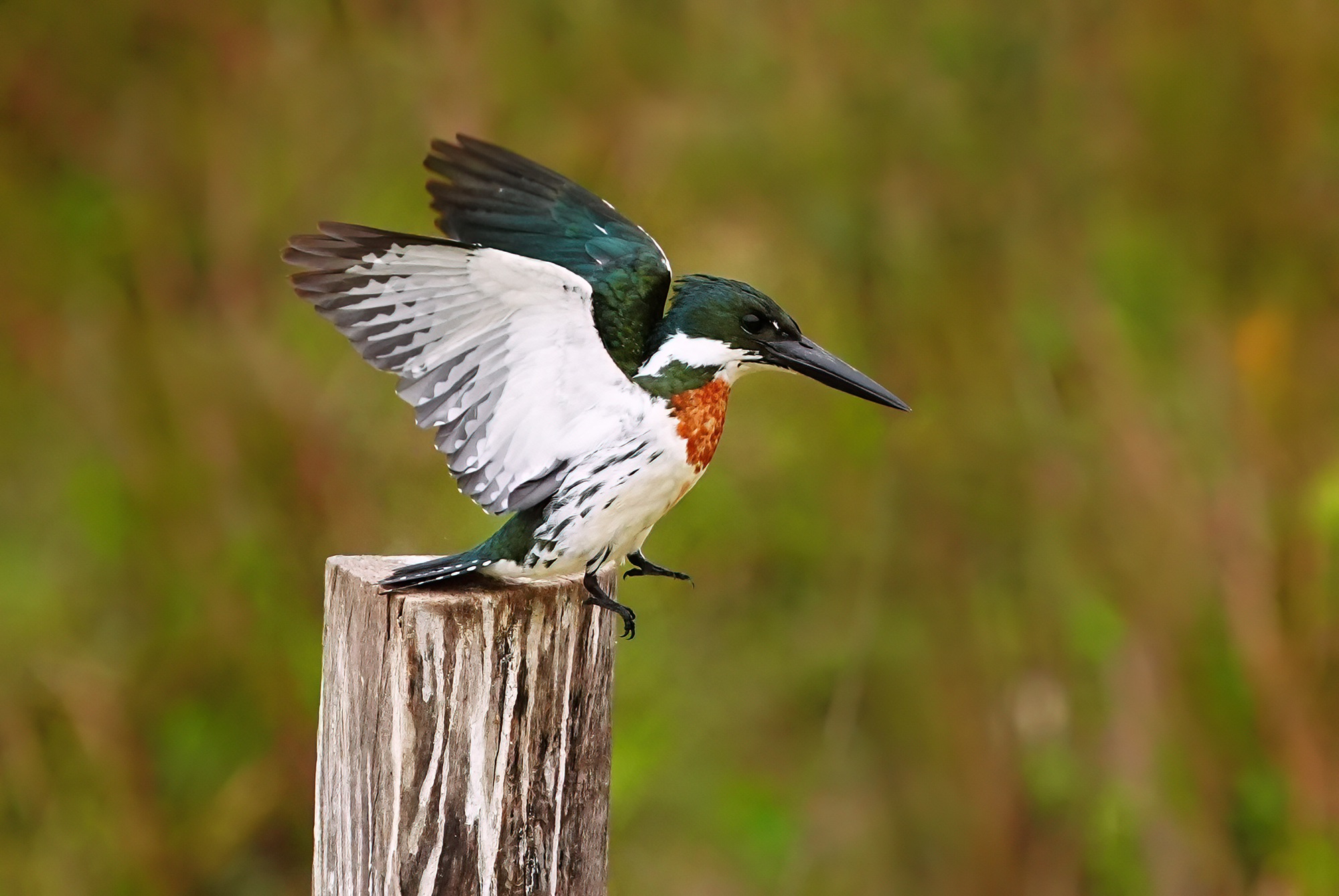 Pantanal photo tour with Don Mammoser
