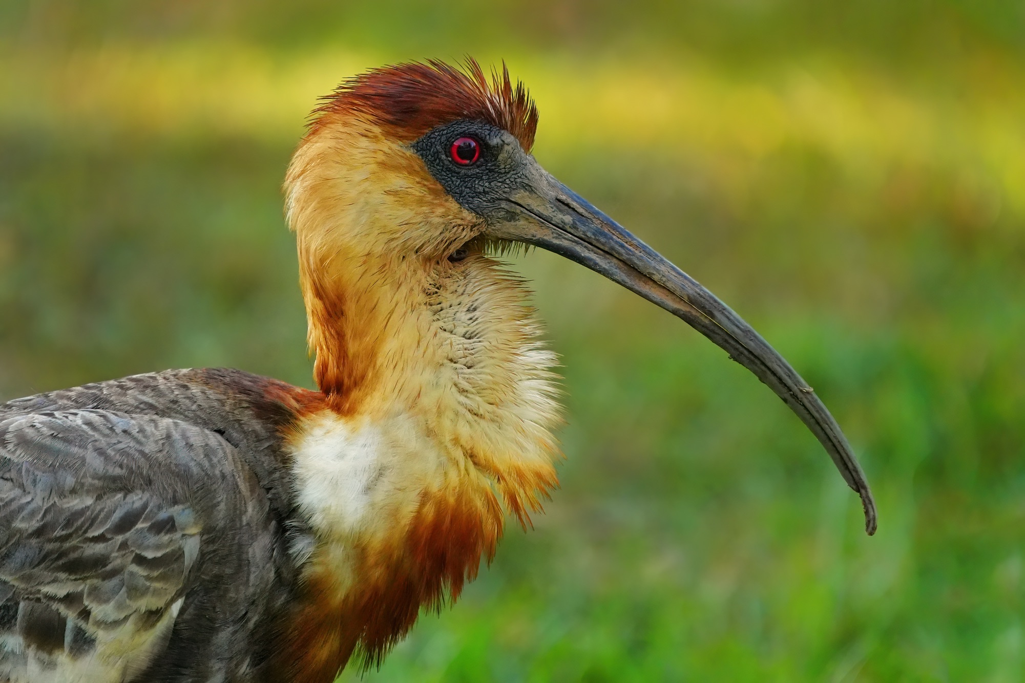 Pantanal photo tour with Don Mammoser