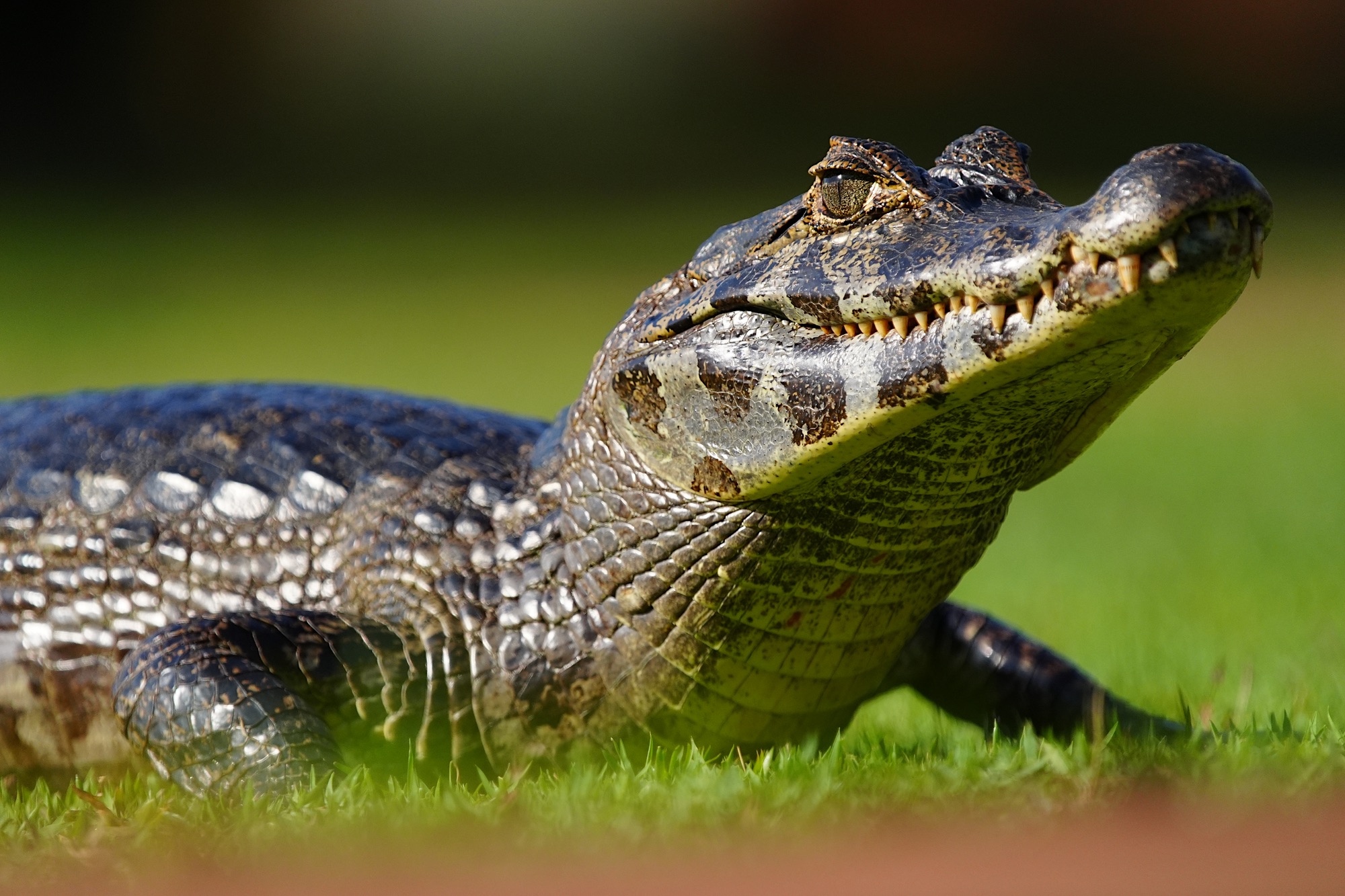 Pantanal photo tour with Don Mammoser