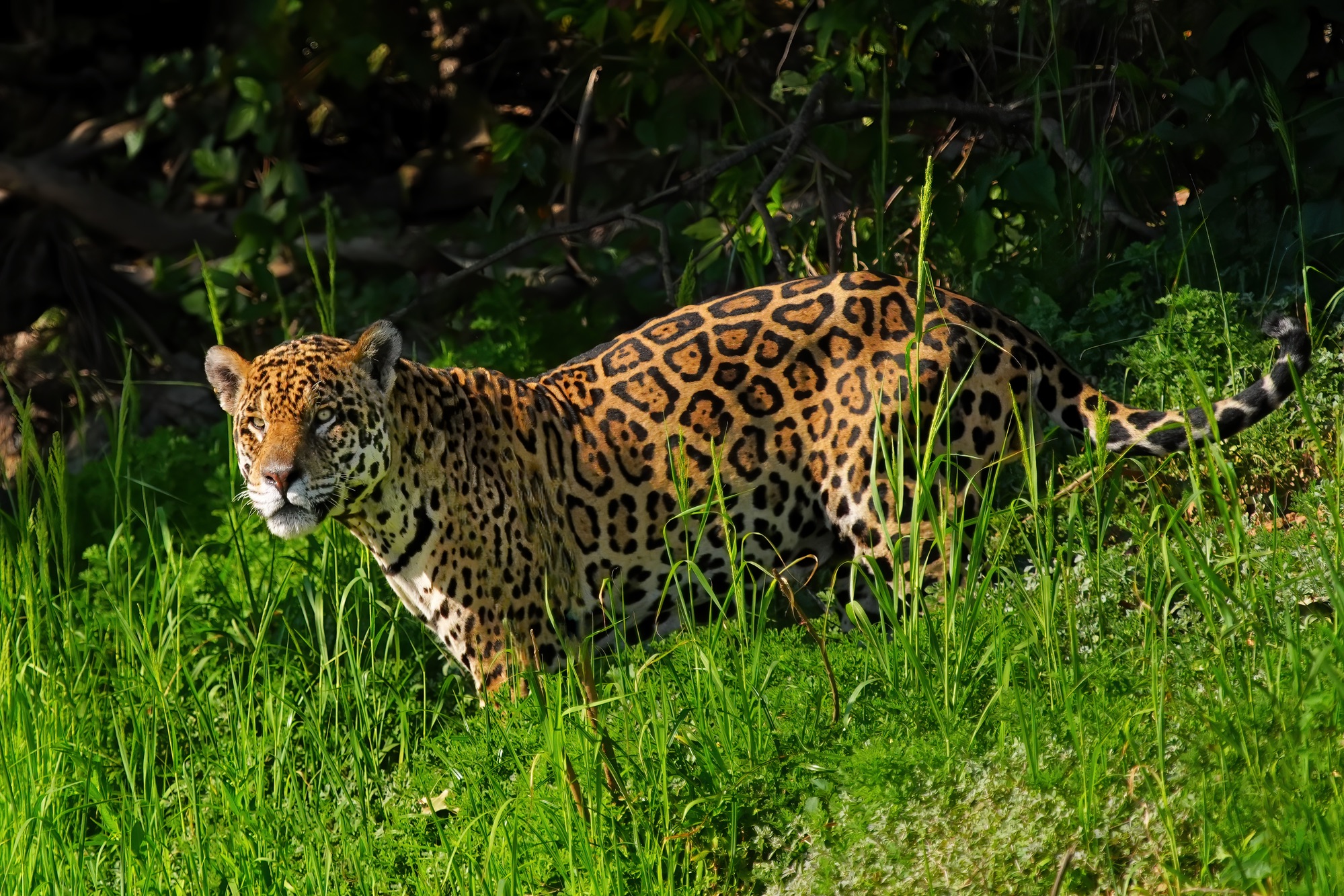Pantanal photo tour with Don Mammoser