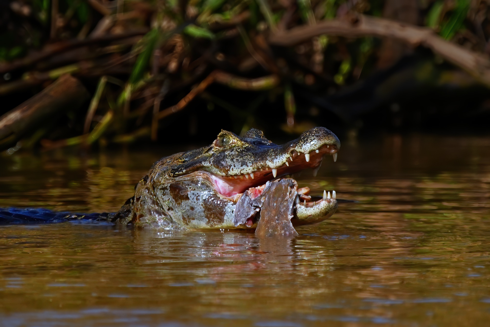 Pantanal photo tour with Don Mammoser