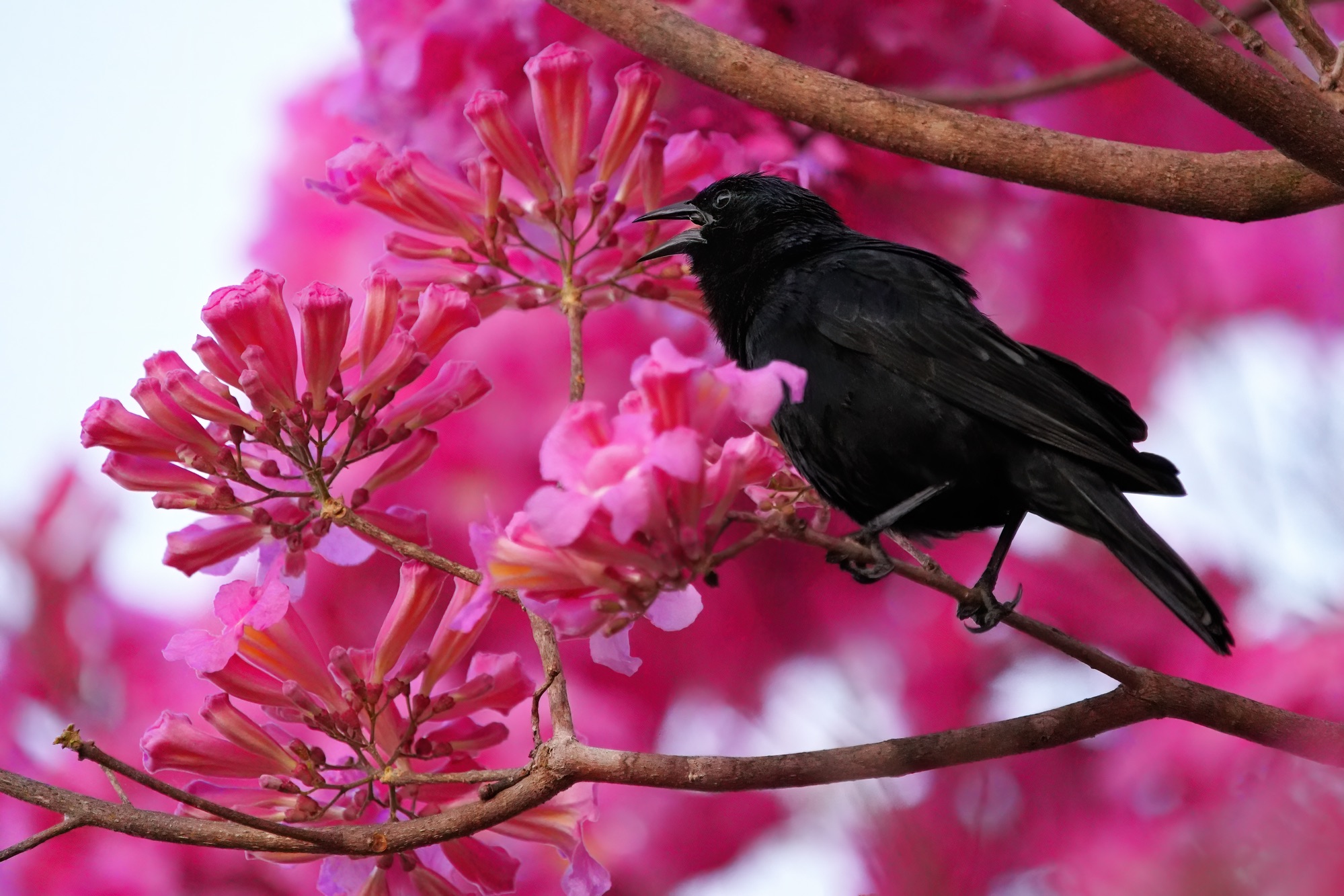 Pantanal photo tour with Don Mammoser
