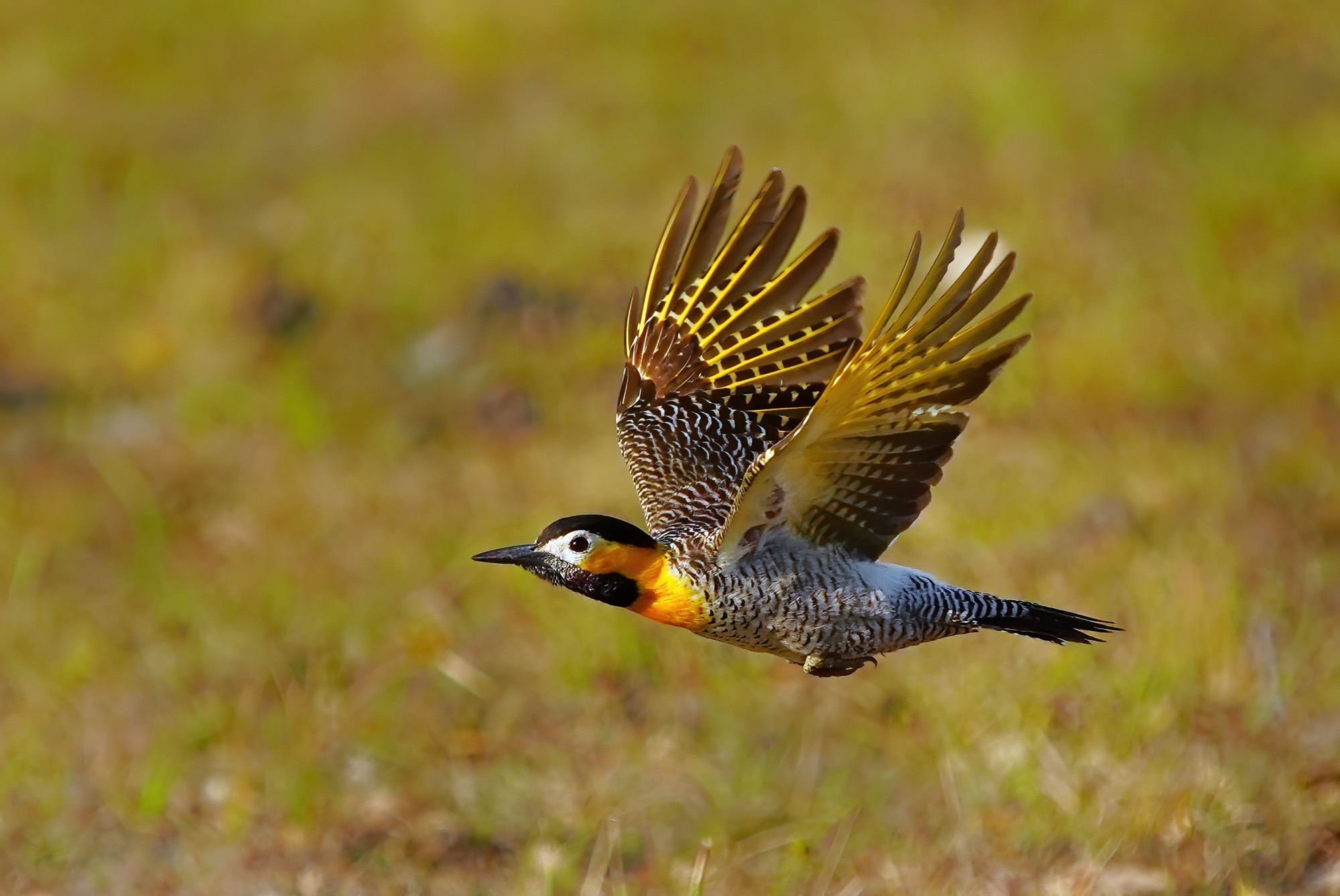 Pantanal photo tour with Don Mammoser