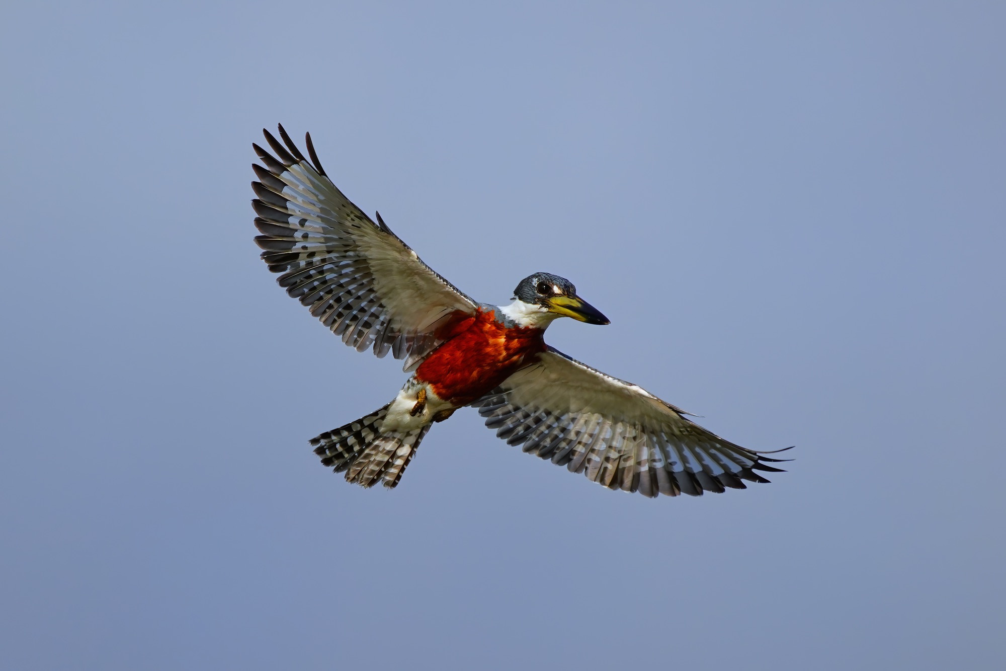 Pantanal photo tour with Don Mammoser