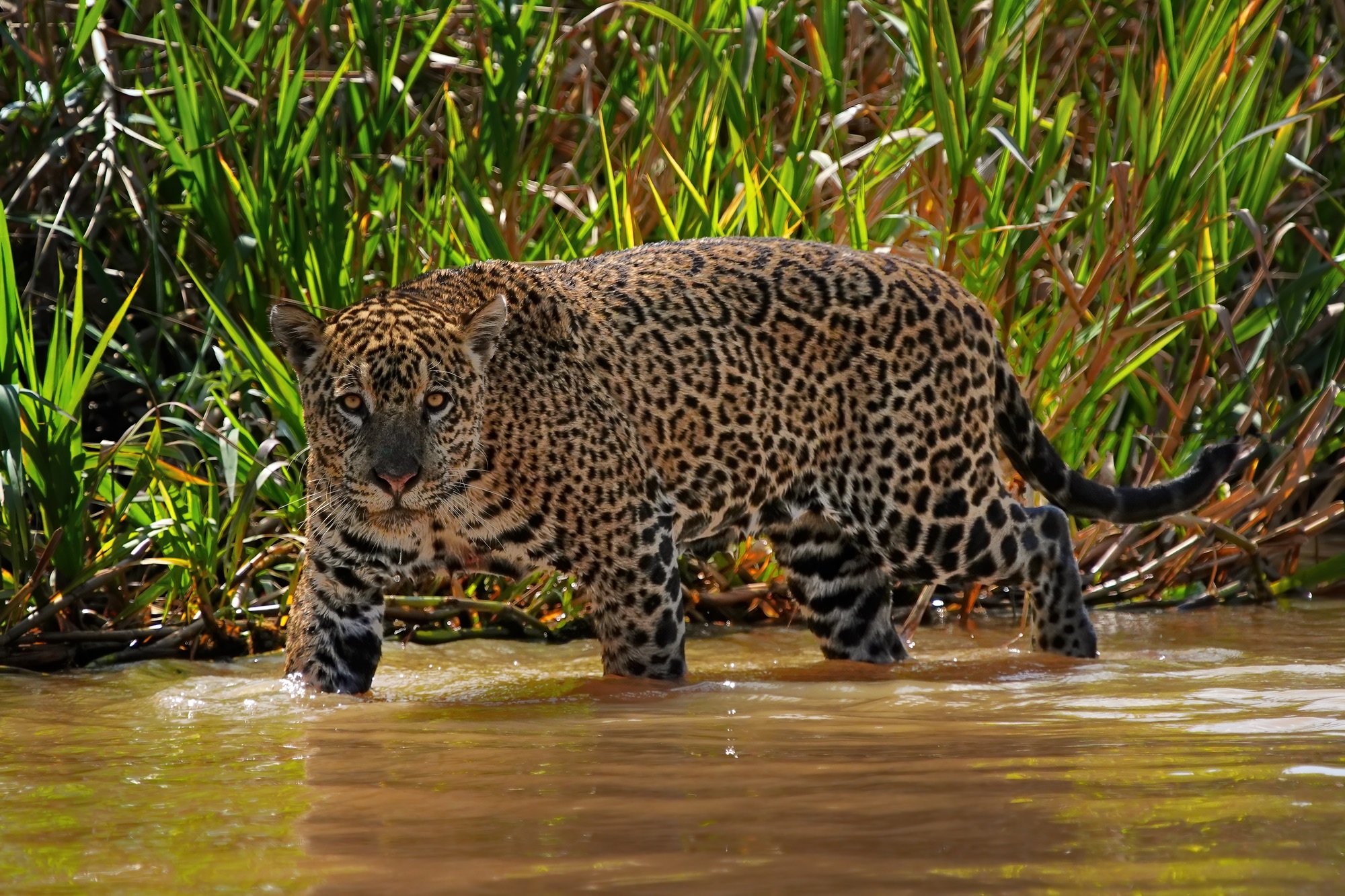 Pantanal photo tour with Don Mammoser