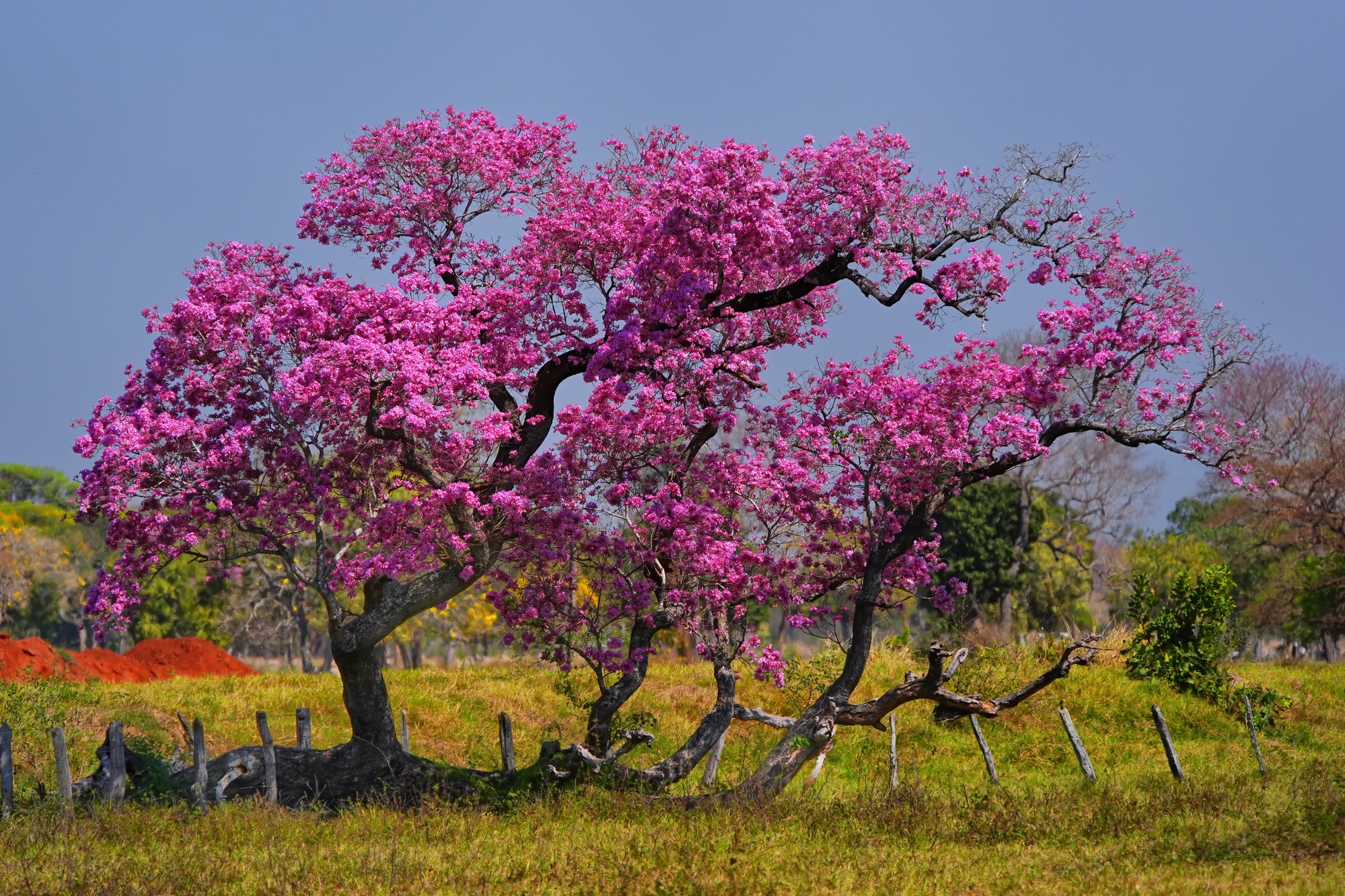 Pantanal photo tour with Don Mammoser