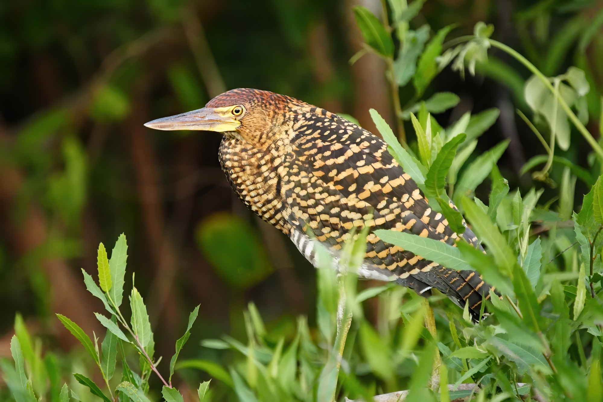 Pantanal photo tour with Don Mammoser