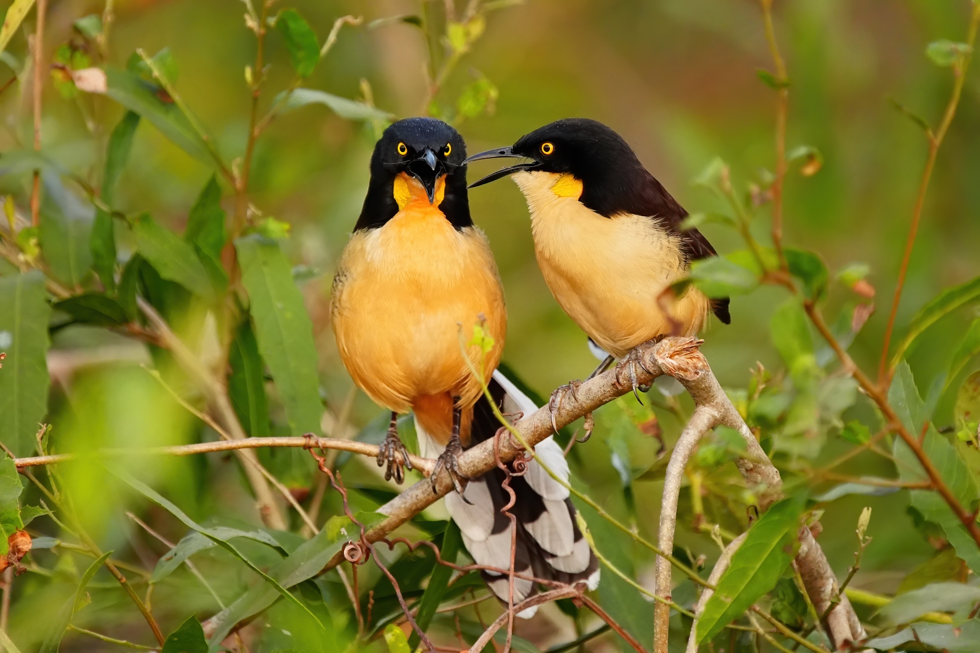 Pantanal photo tour with Don Mammoser