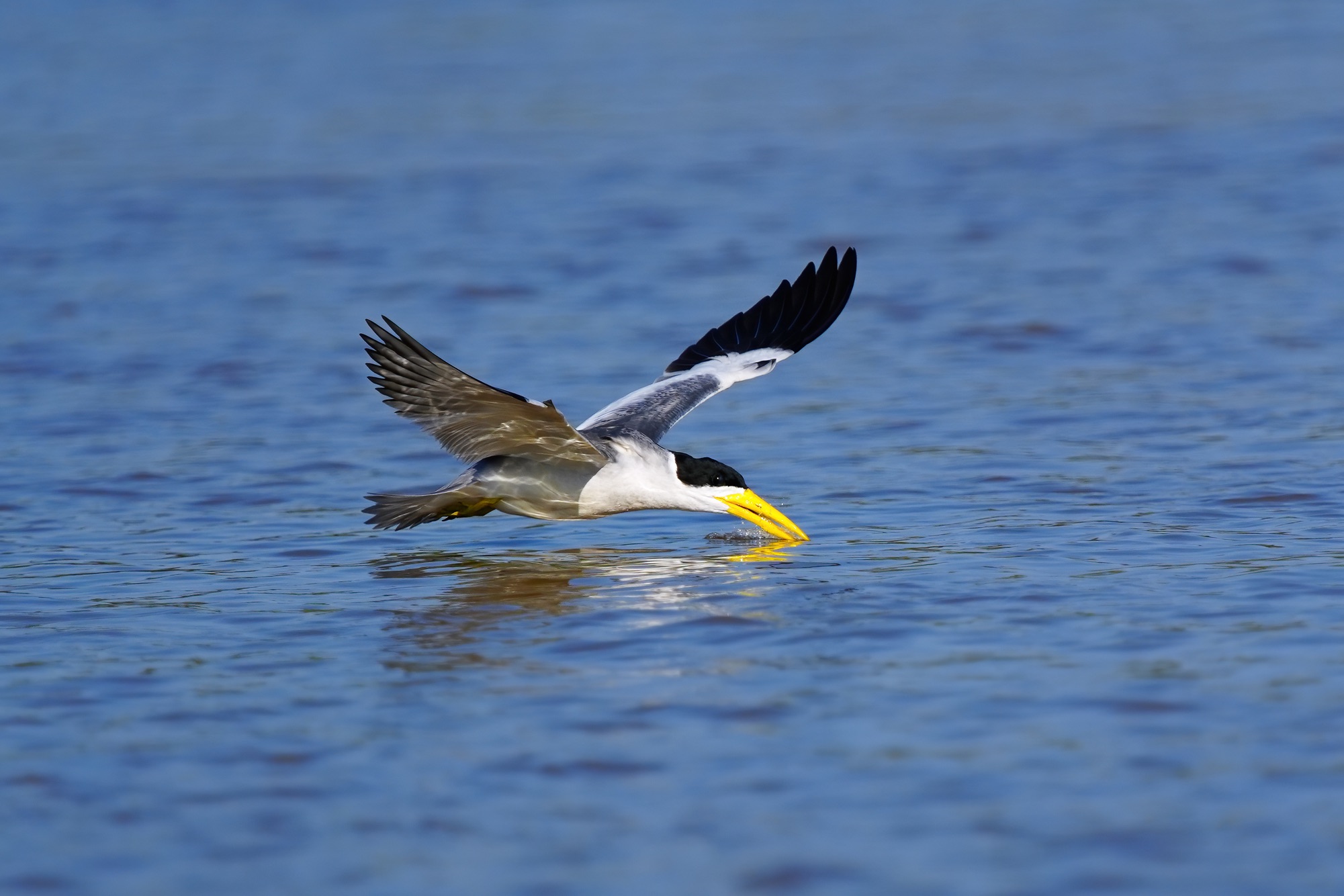 Pantanal photo tour with Don Mammoser