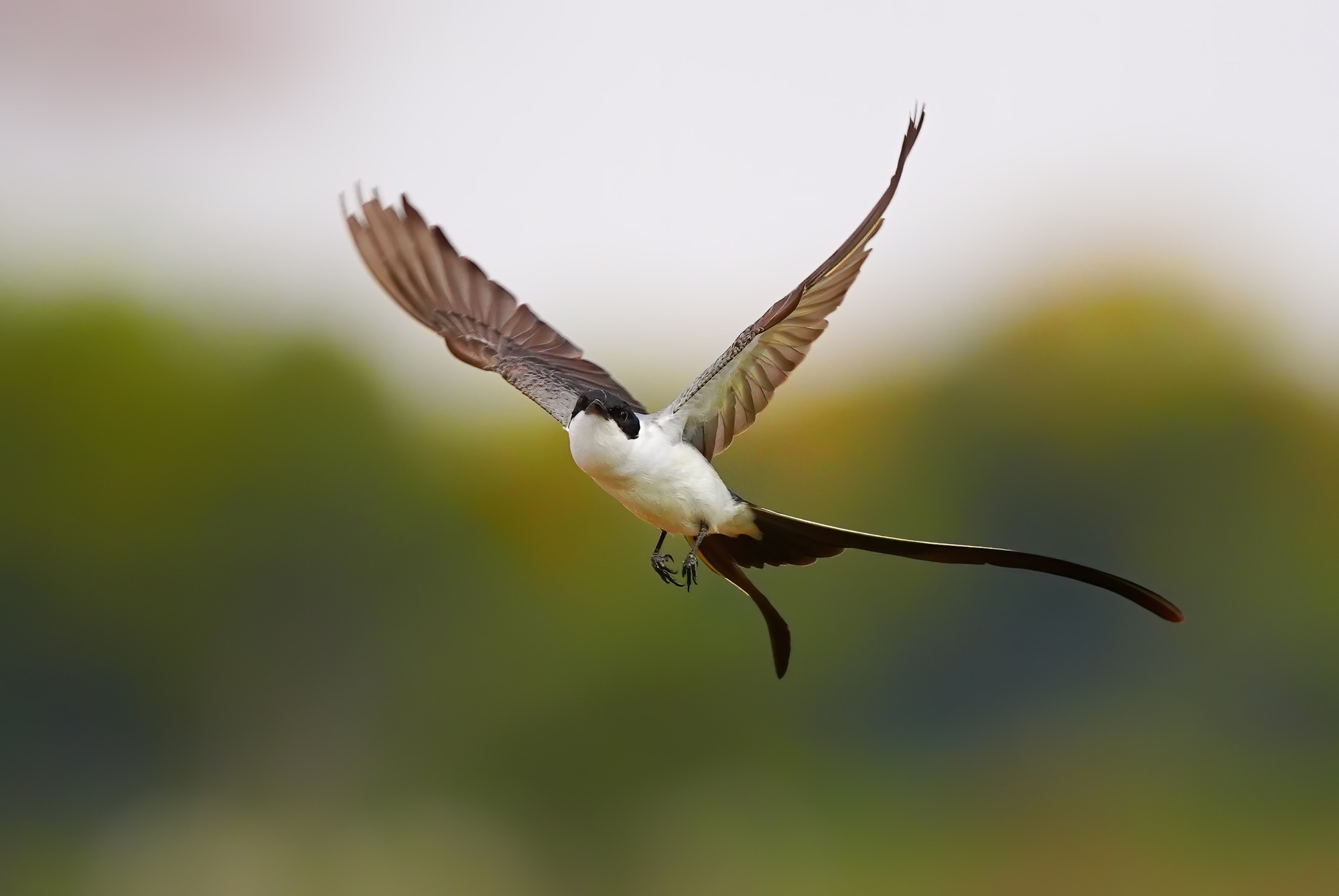 Pantanal photo tour with Don Mammoser