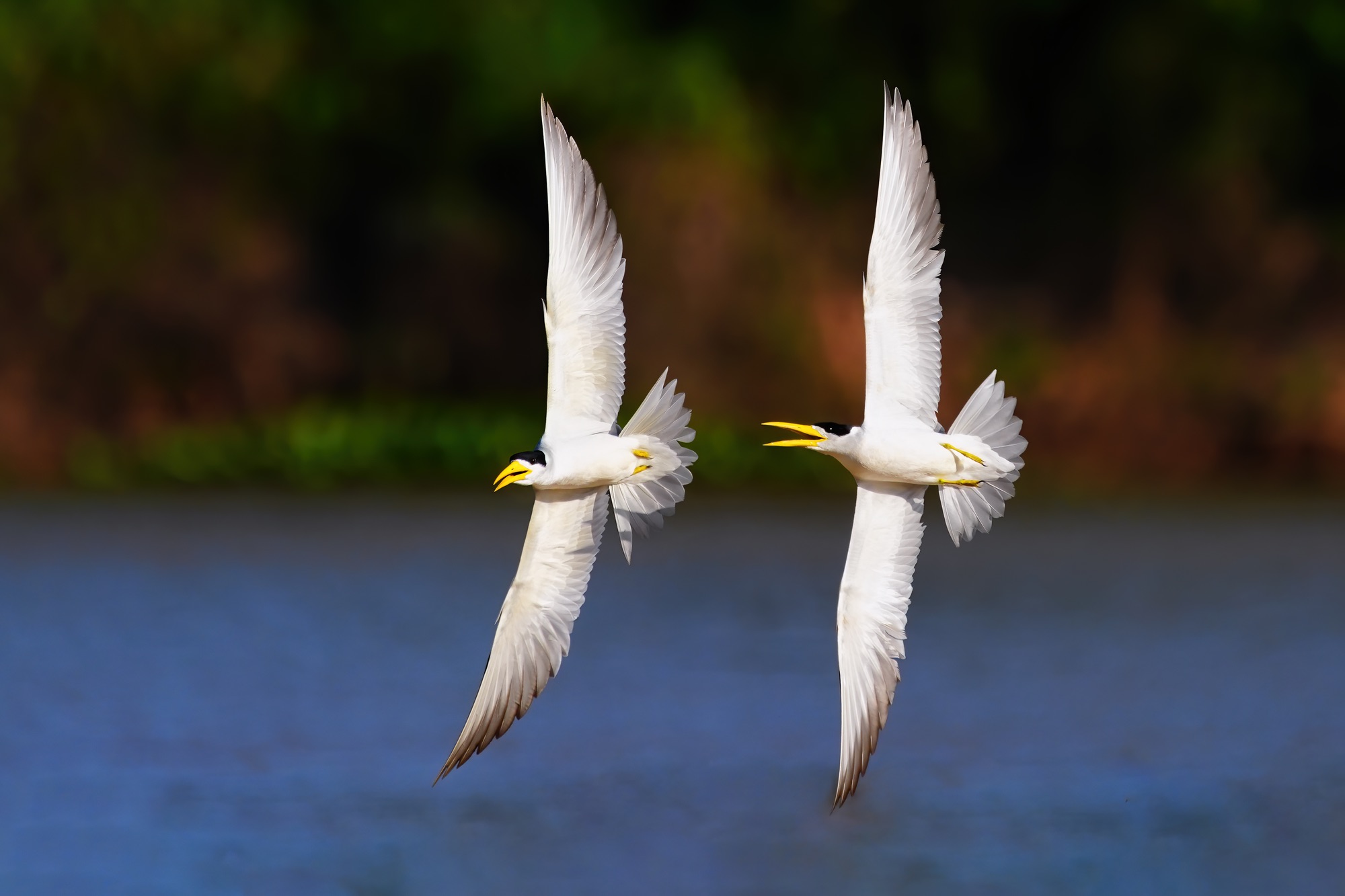 Pantanal photo tour with Don Mammoser