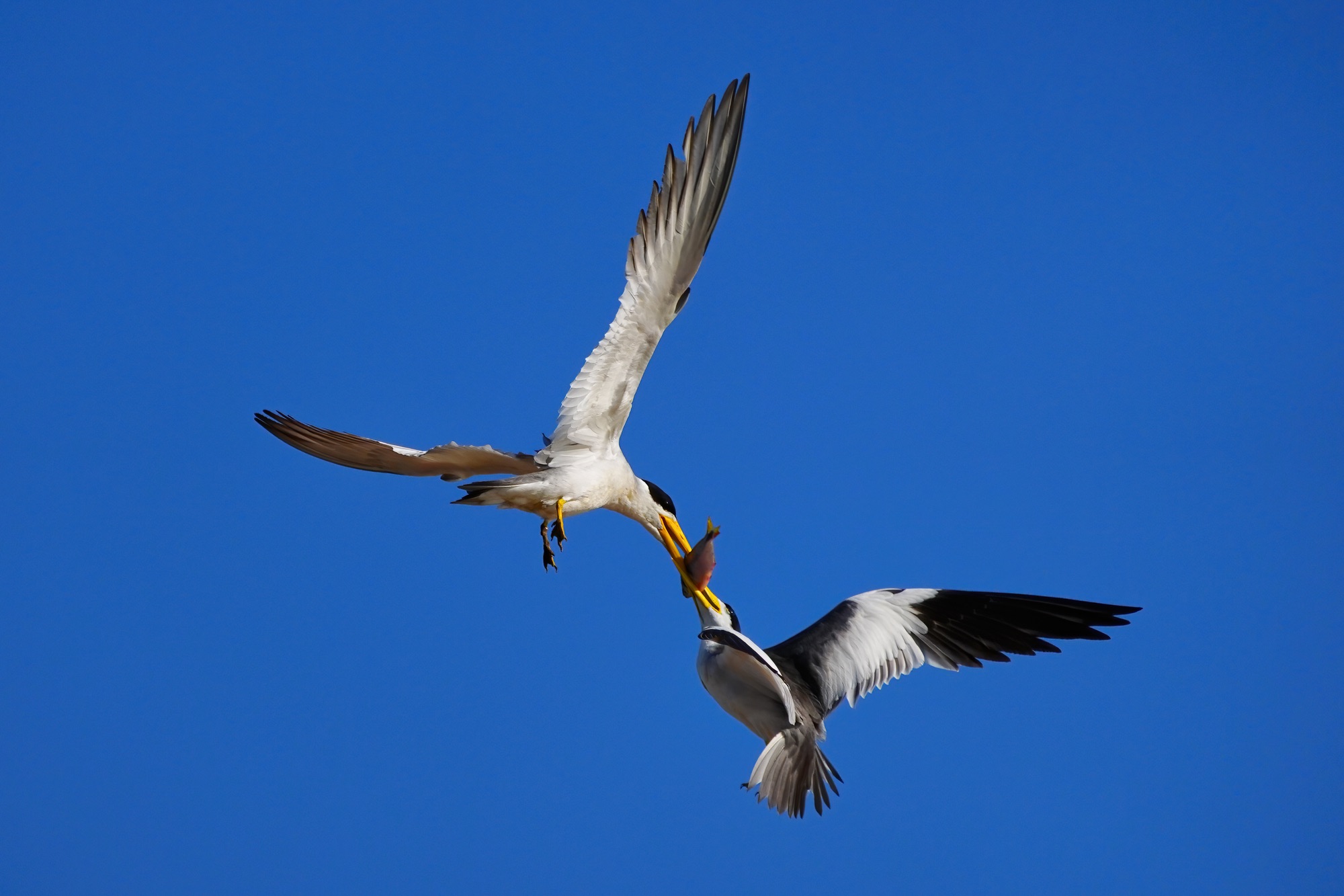 Pantanal photo tour with Don Mammoser