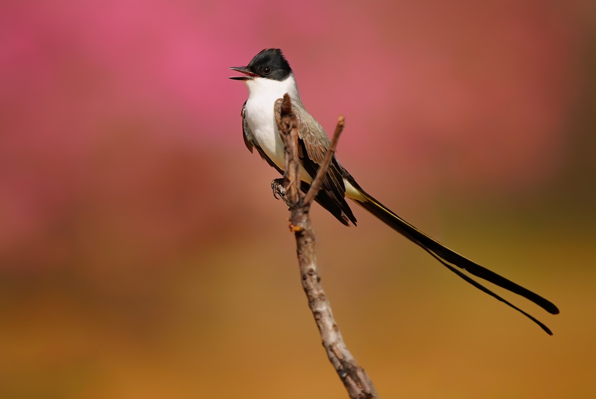 Pantanal photo tour with Don Mammoser