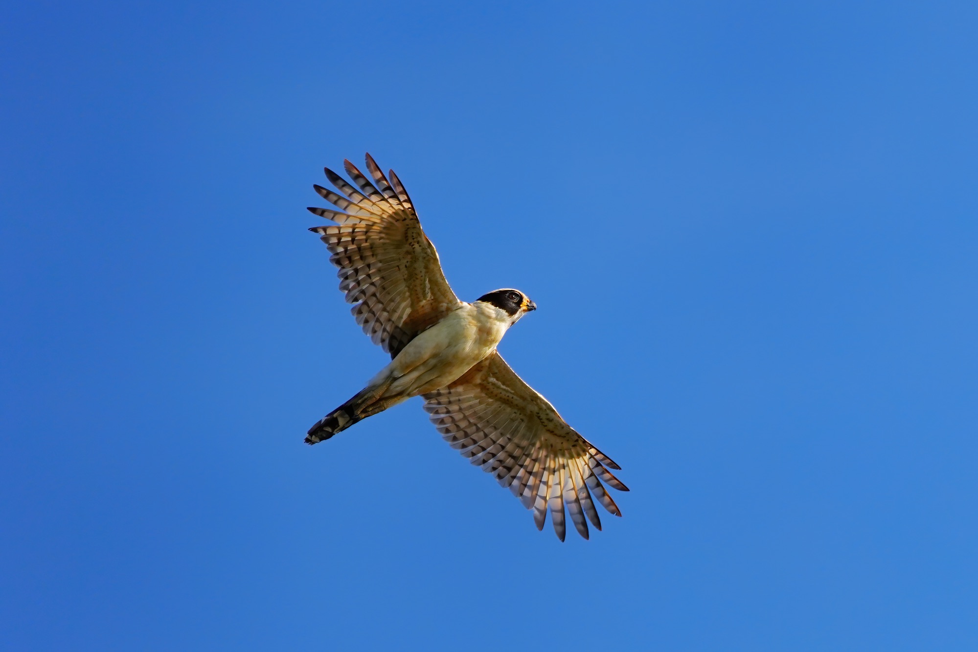 Pantanal photo tour with Don Mammoser