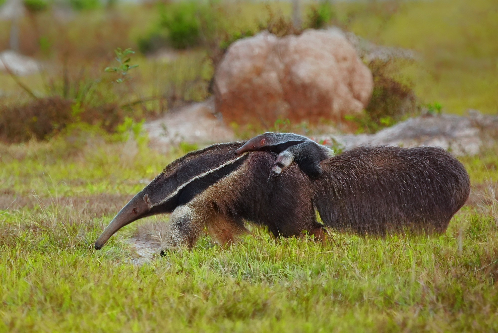 Pantanal photo tour with Don Mammoser