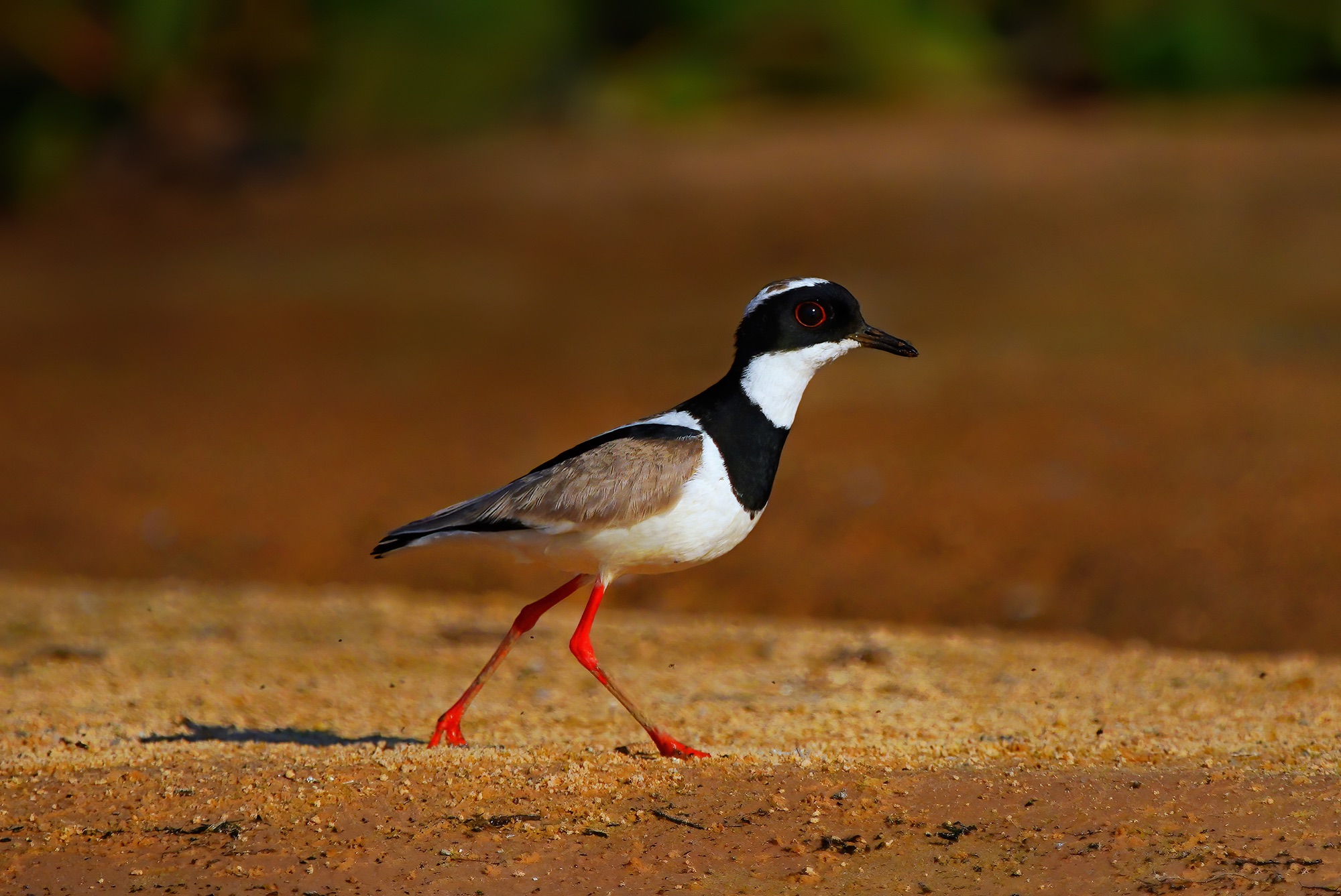 Pantanal photo tour with Don Mammoser