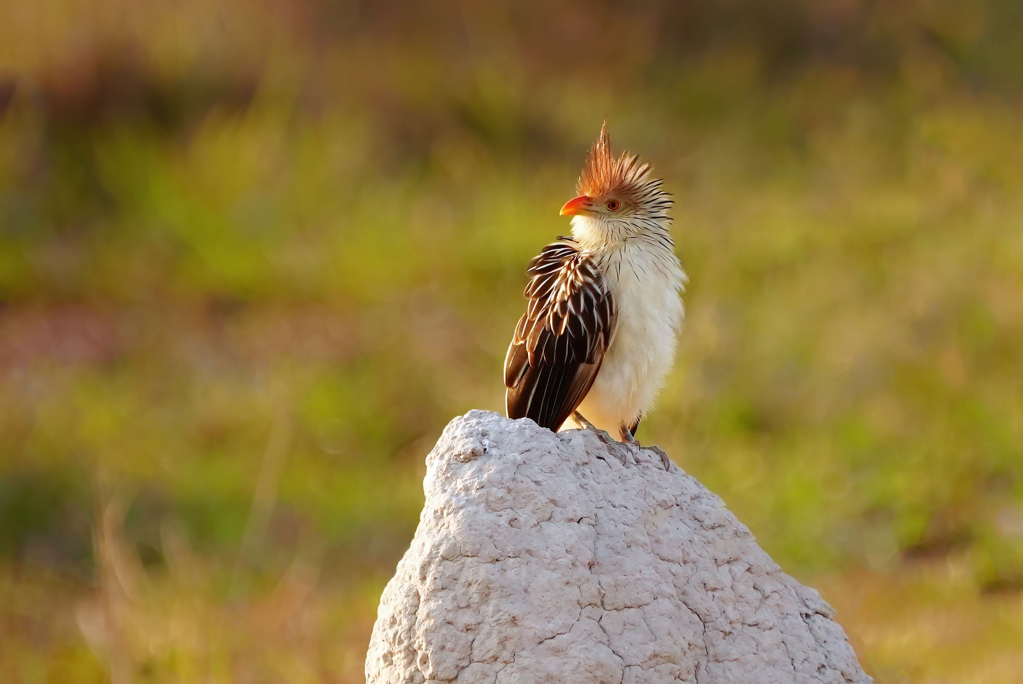 Pantanal photo tour with Don Mammoser