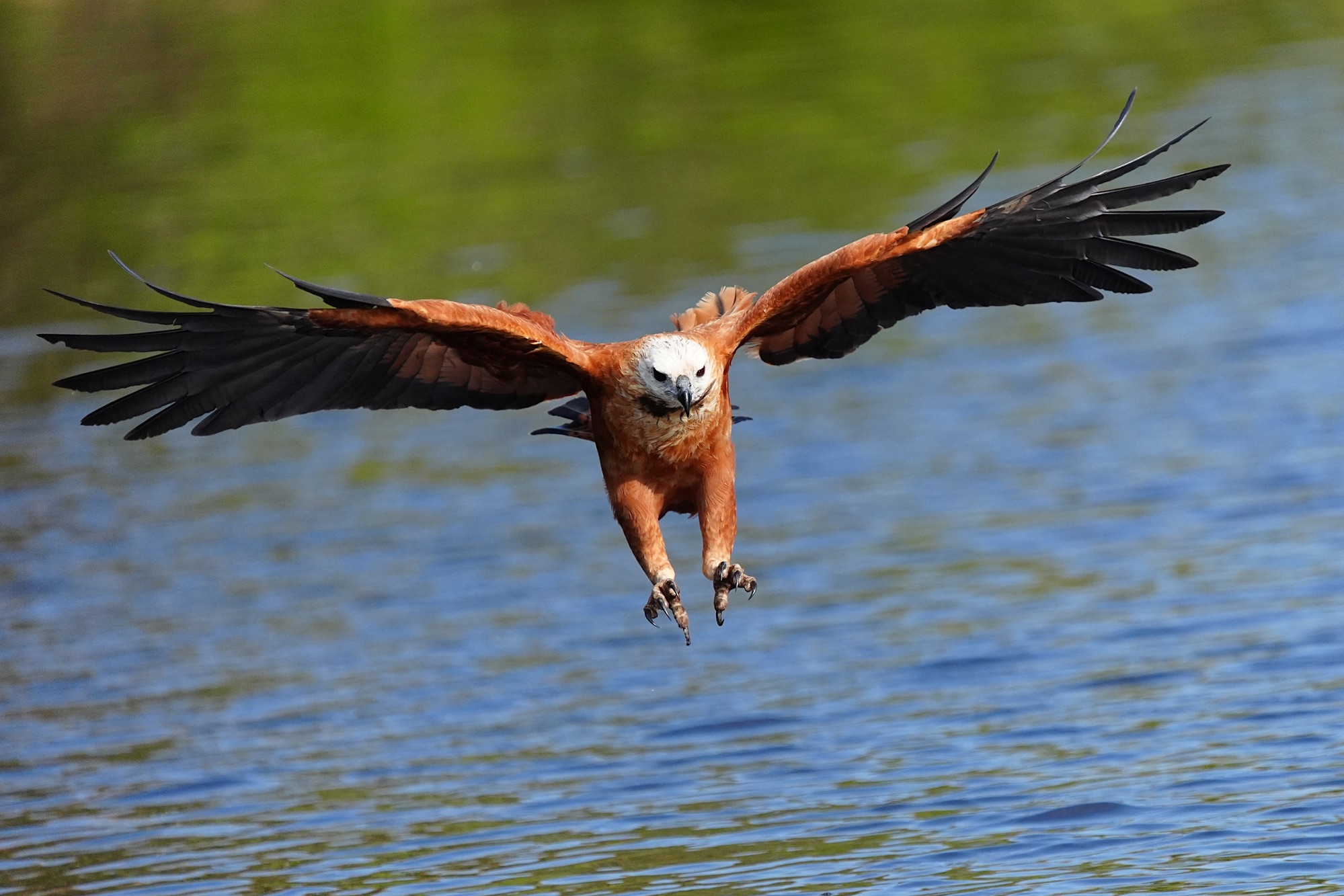 Pantanal photo tour with Don Mammoser