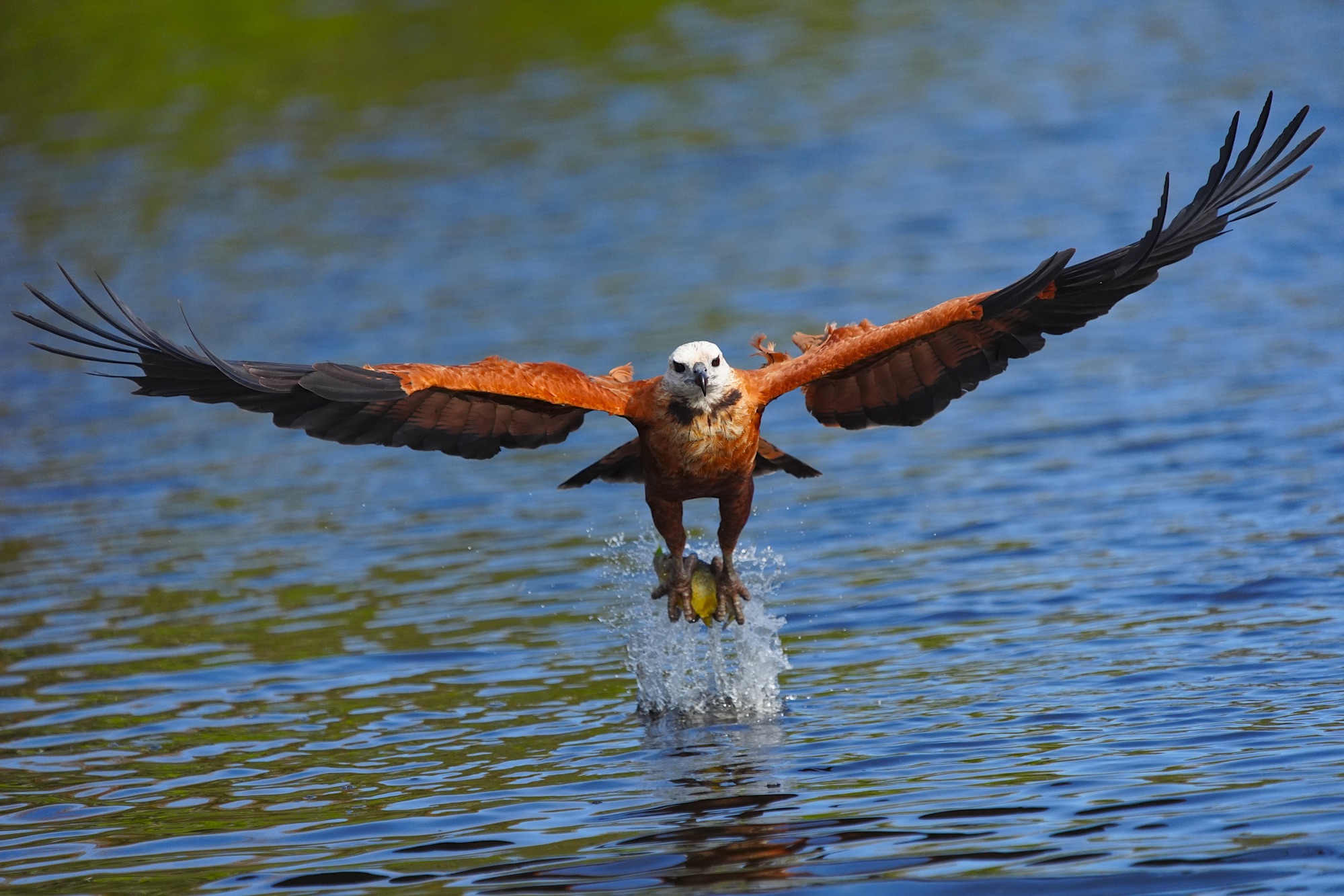 Pantanal photo tour with Don Mammoser