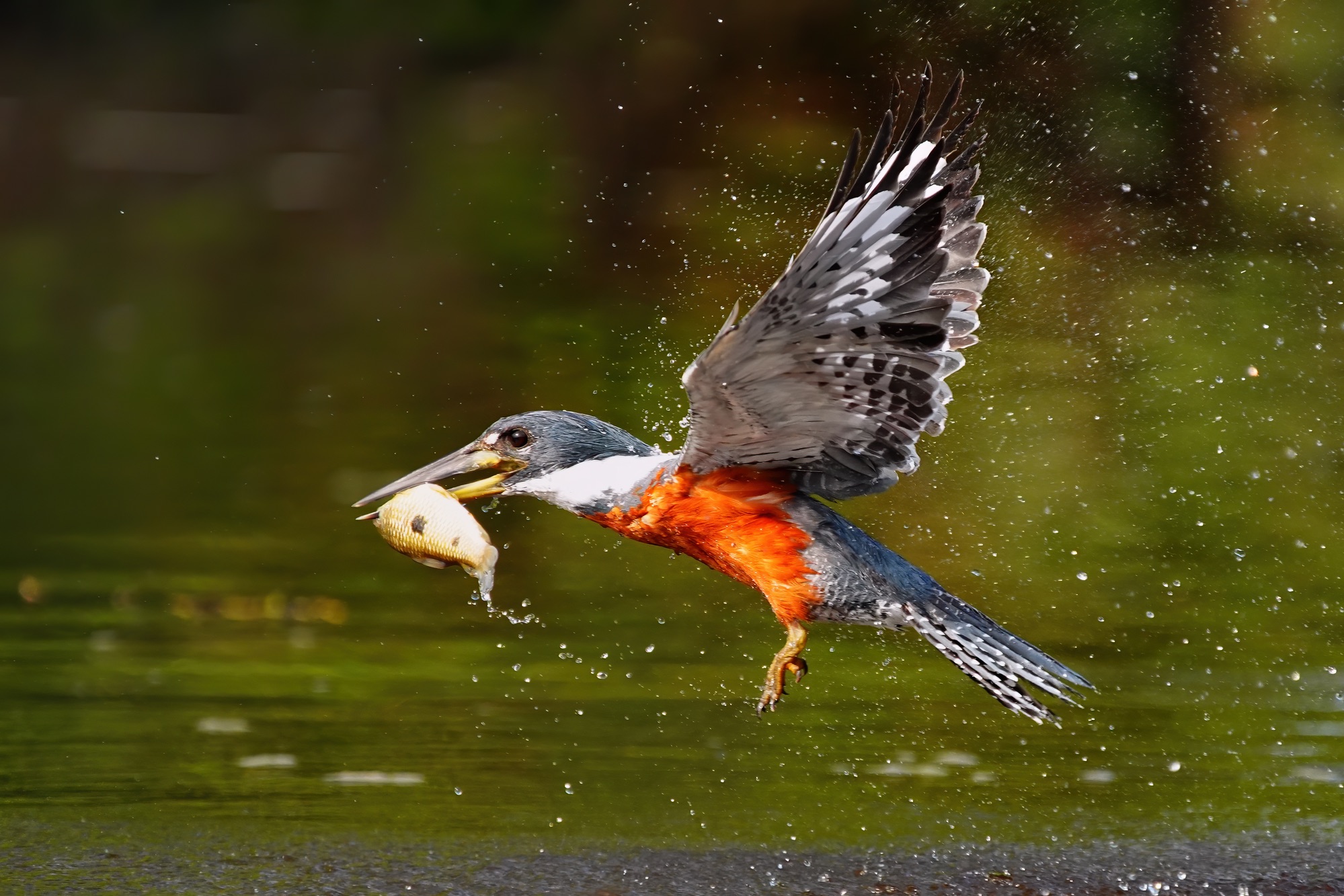 Pantanal photo tour with Don Mammoser