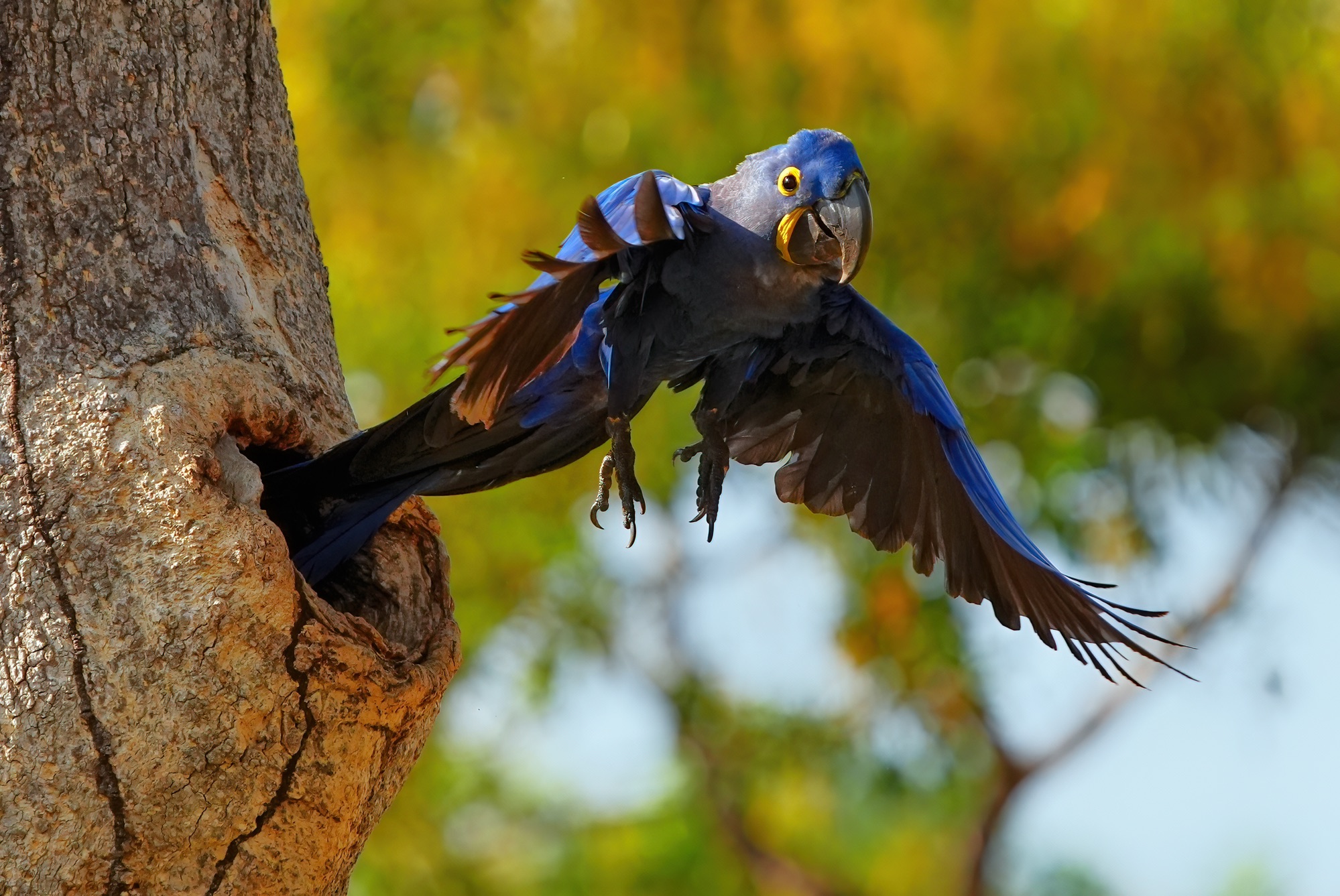 Pantanal photo tour with Don Mammoser